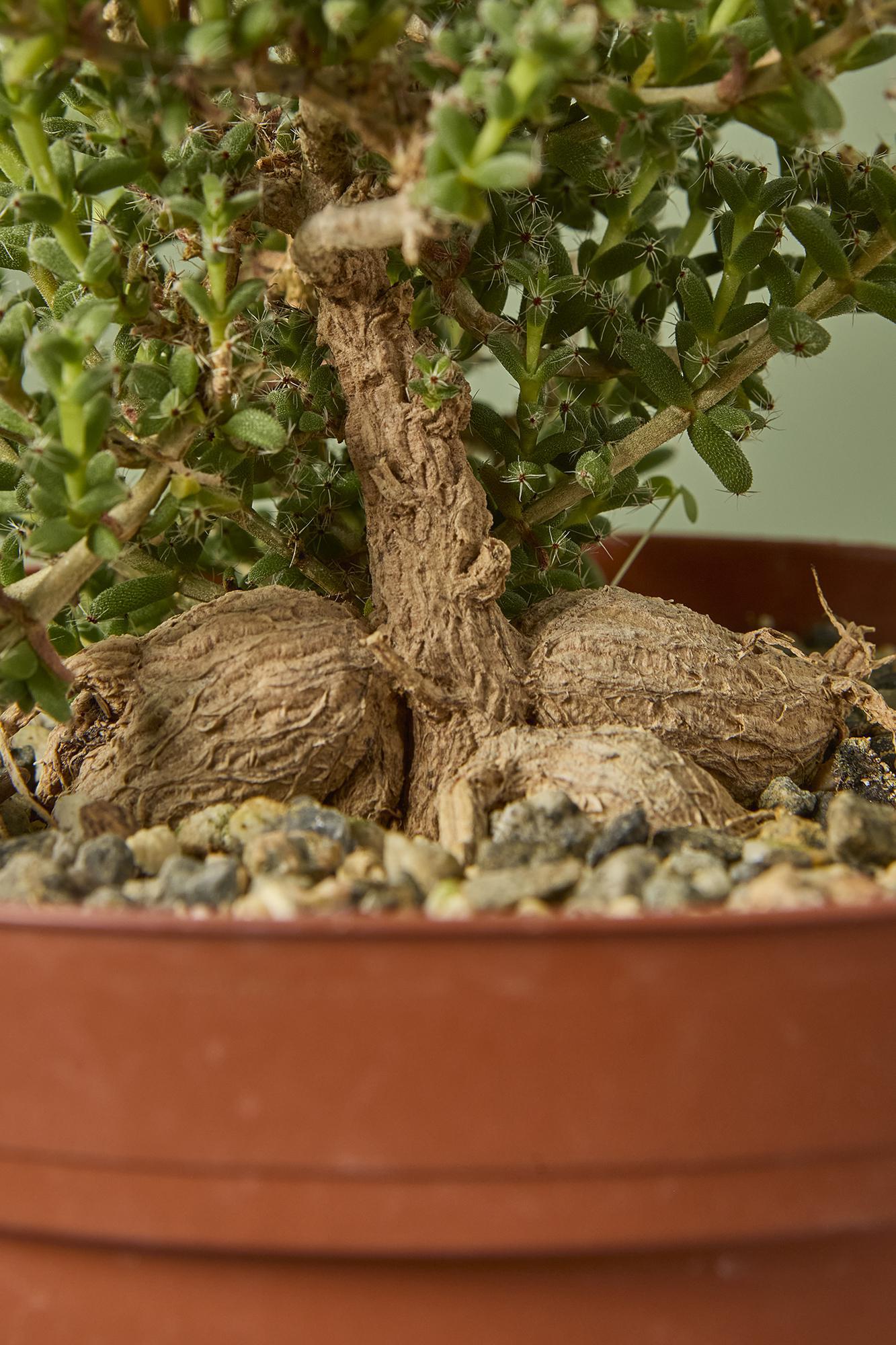 Miniature Desert Rose