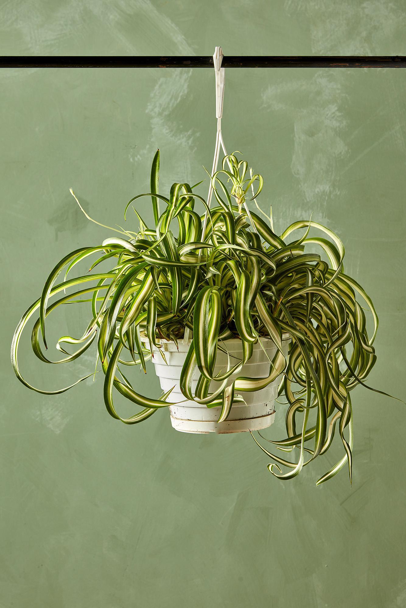 Spider Plant 'Bonnie'