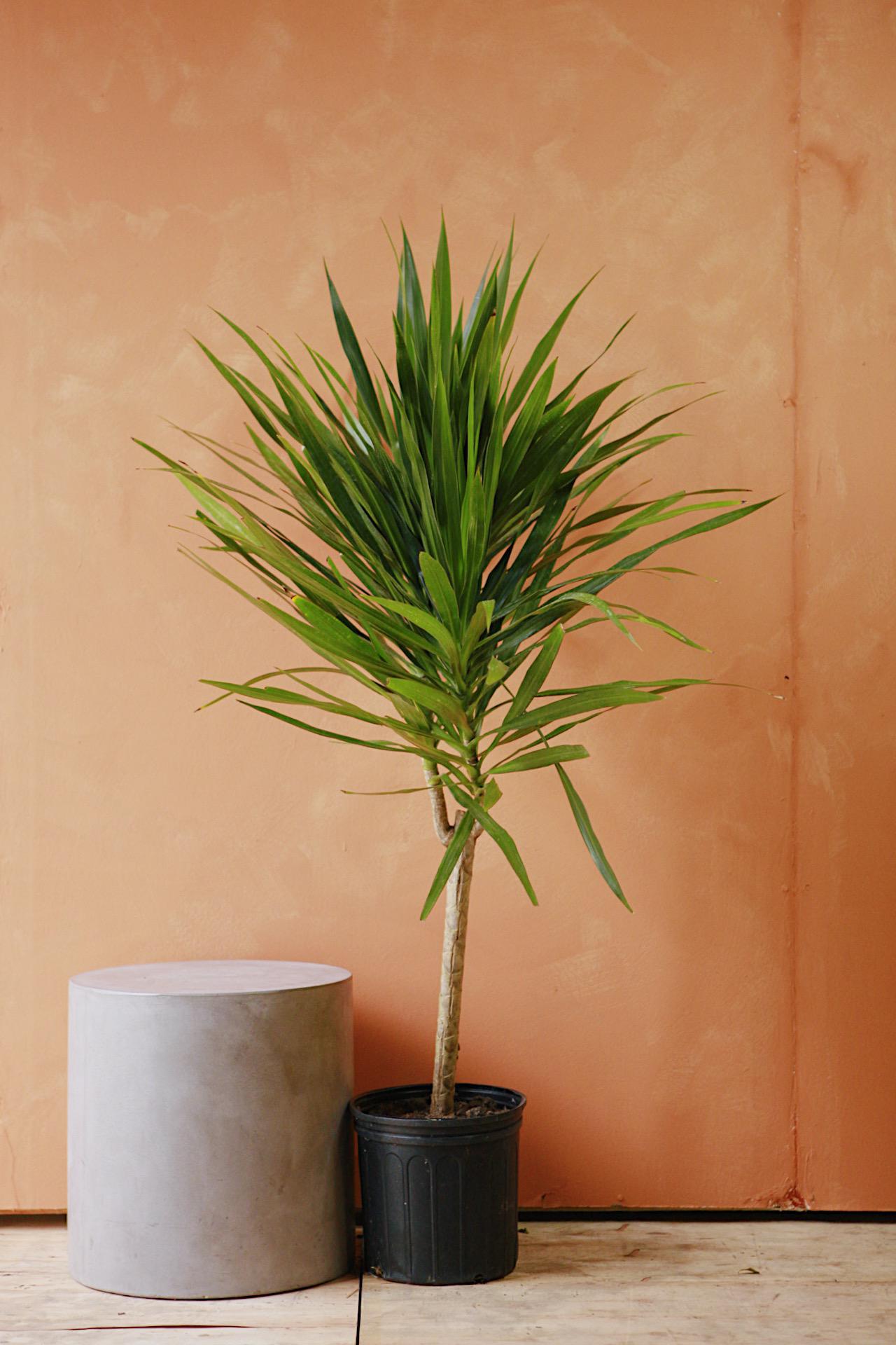 Dracaena 'Tarzan'