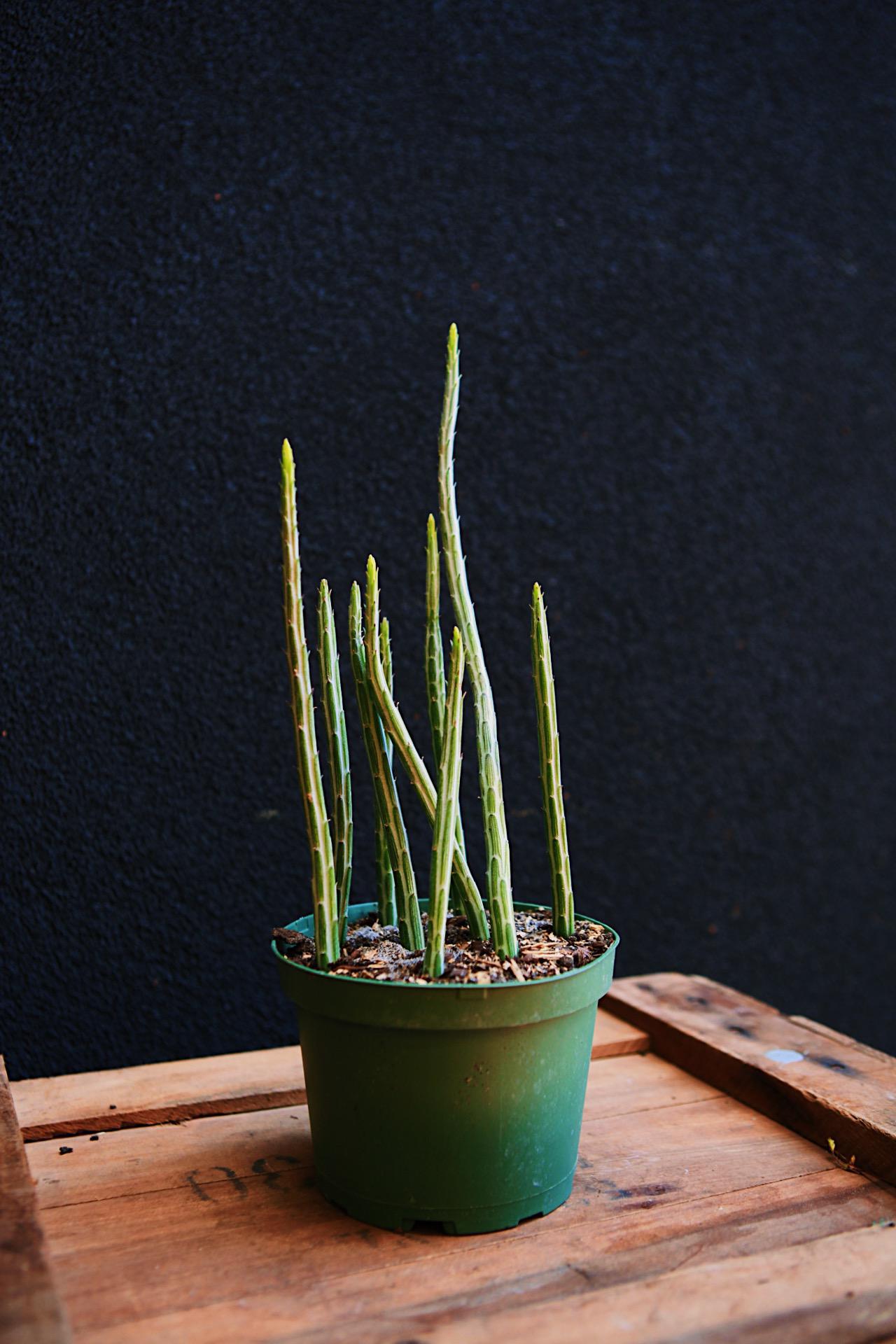 Pickle Plant