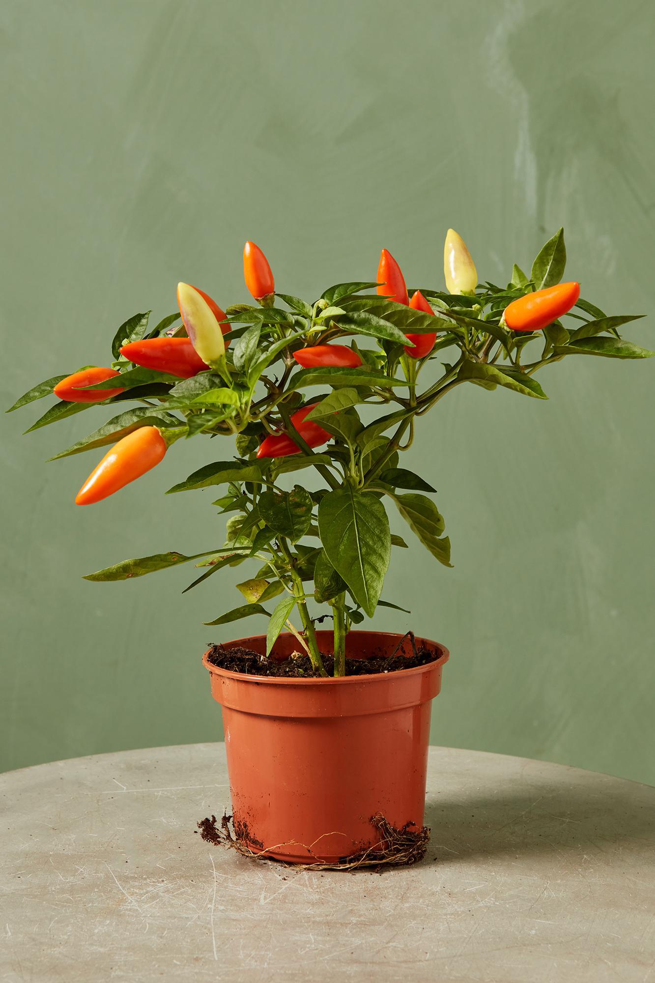 Ornamental Pepper