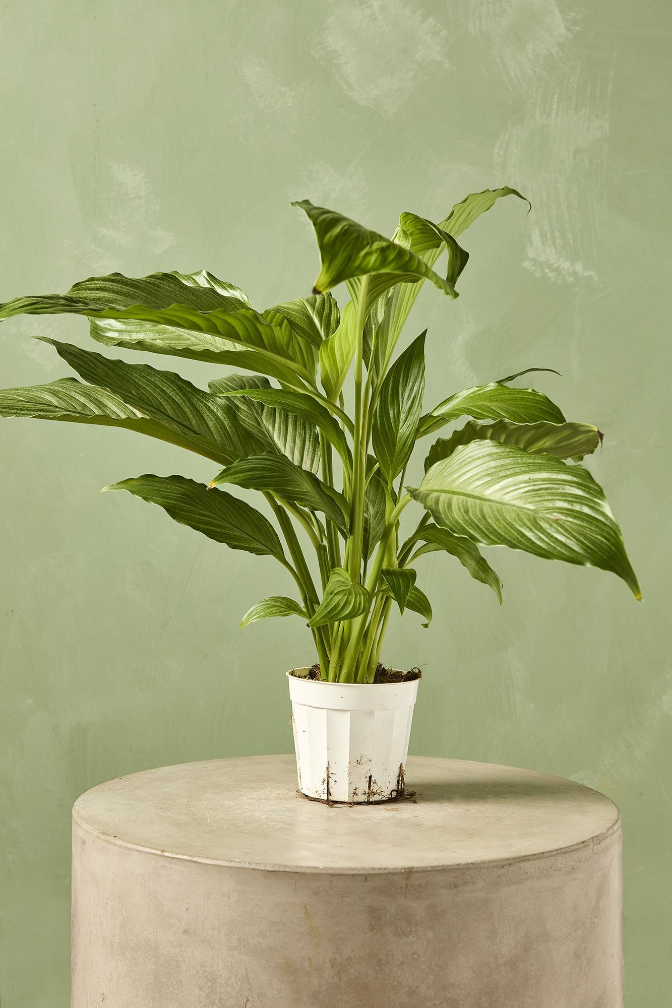 Peace Lily 'Platinum Mist'