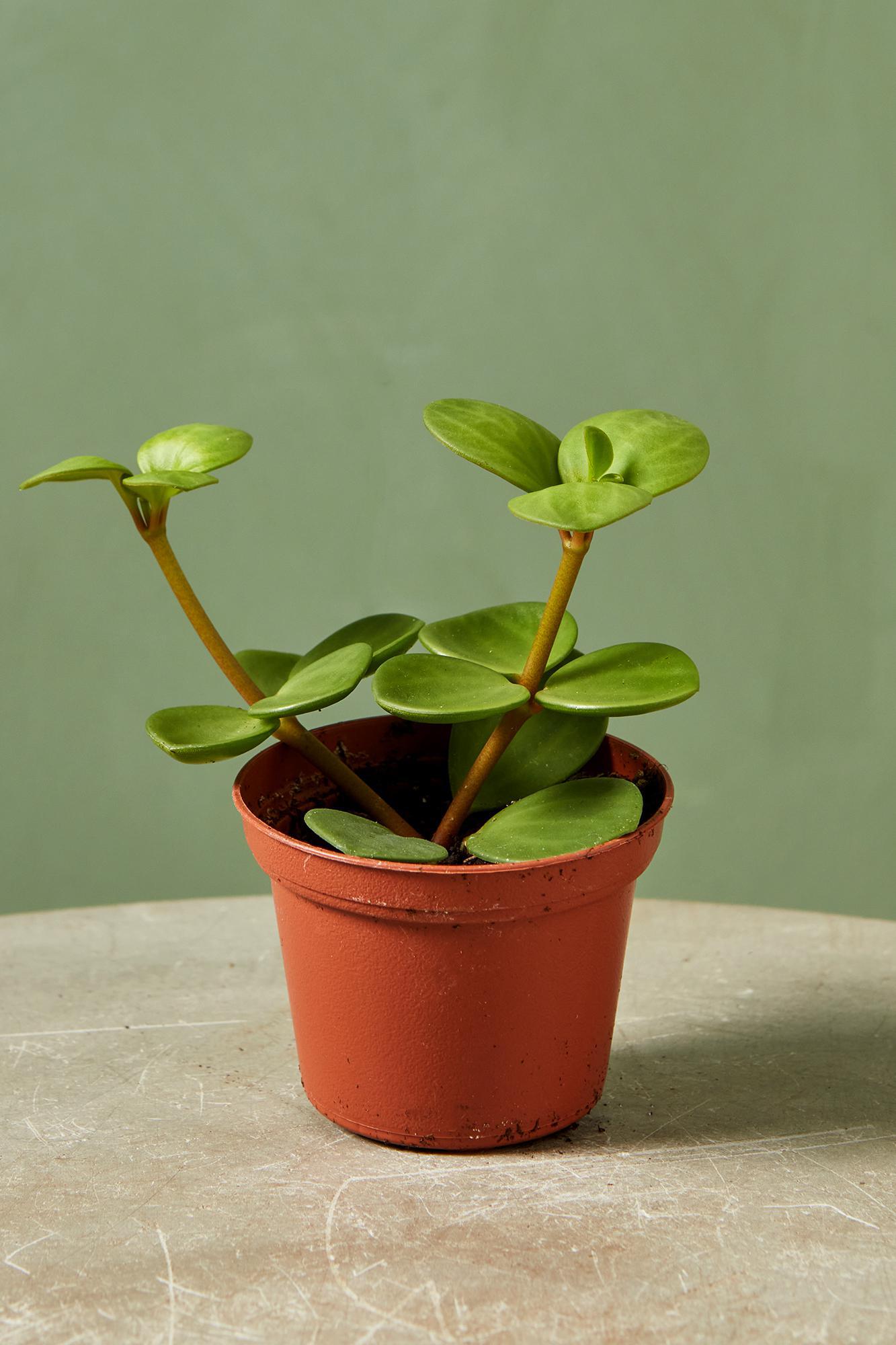 Peperomia 'Hope'