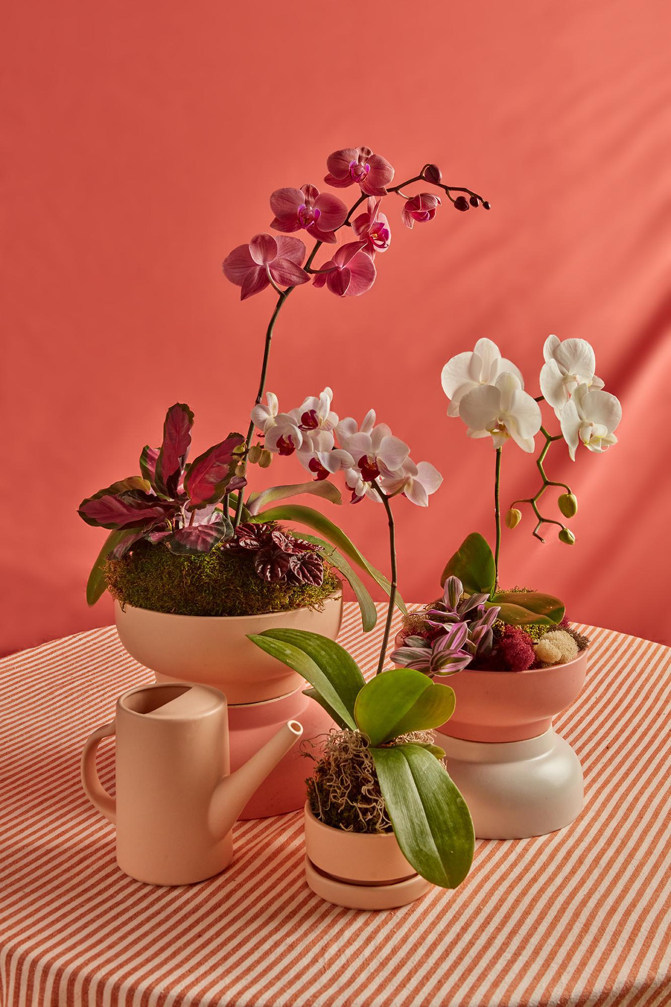 Orchid Arrangement