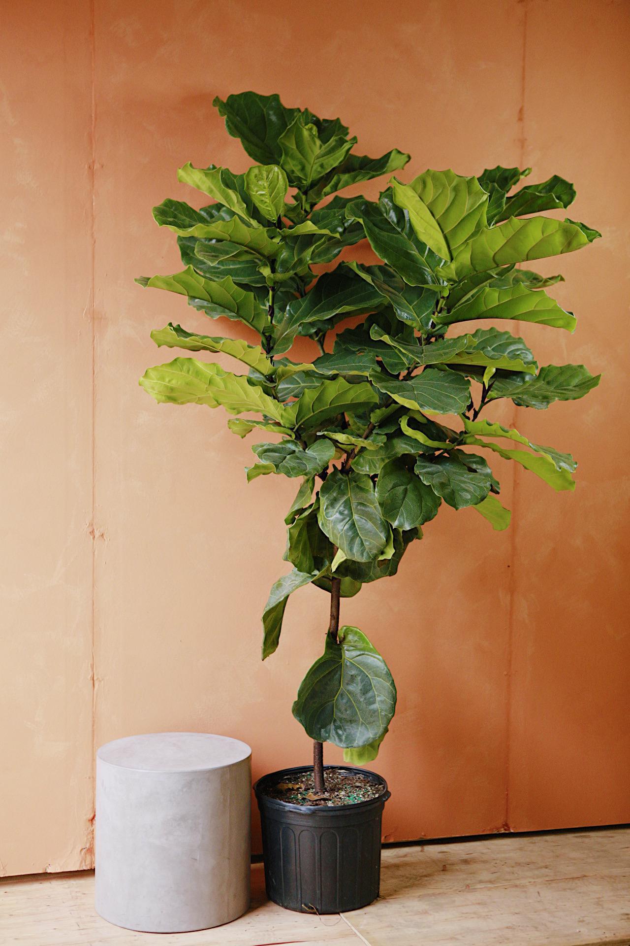 Fiddle Leaf Fig