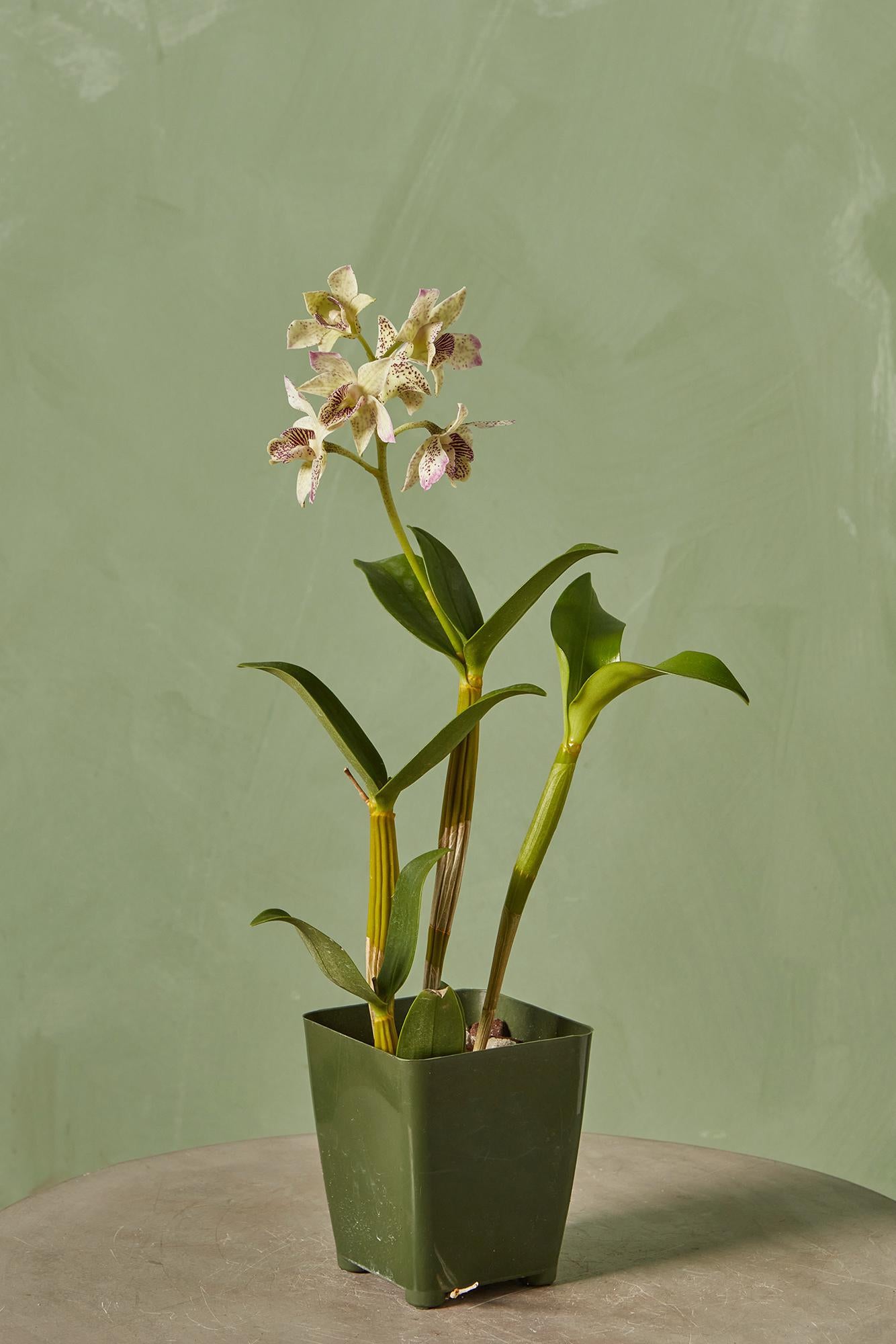 Latouria Dendrobium