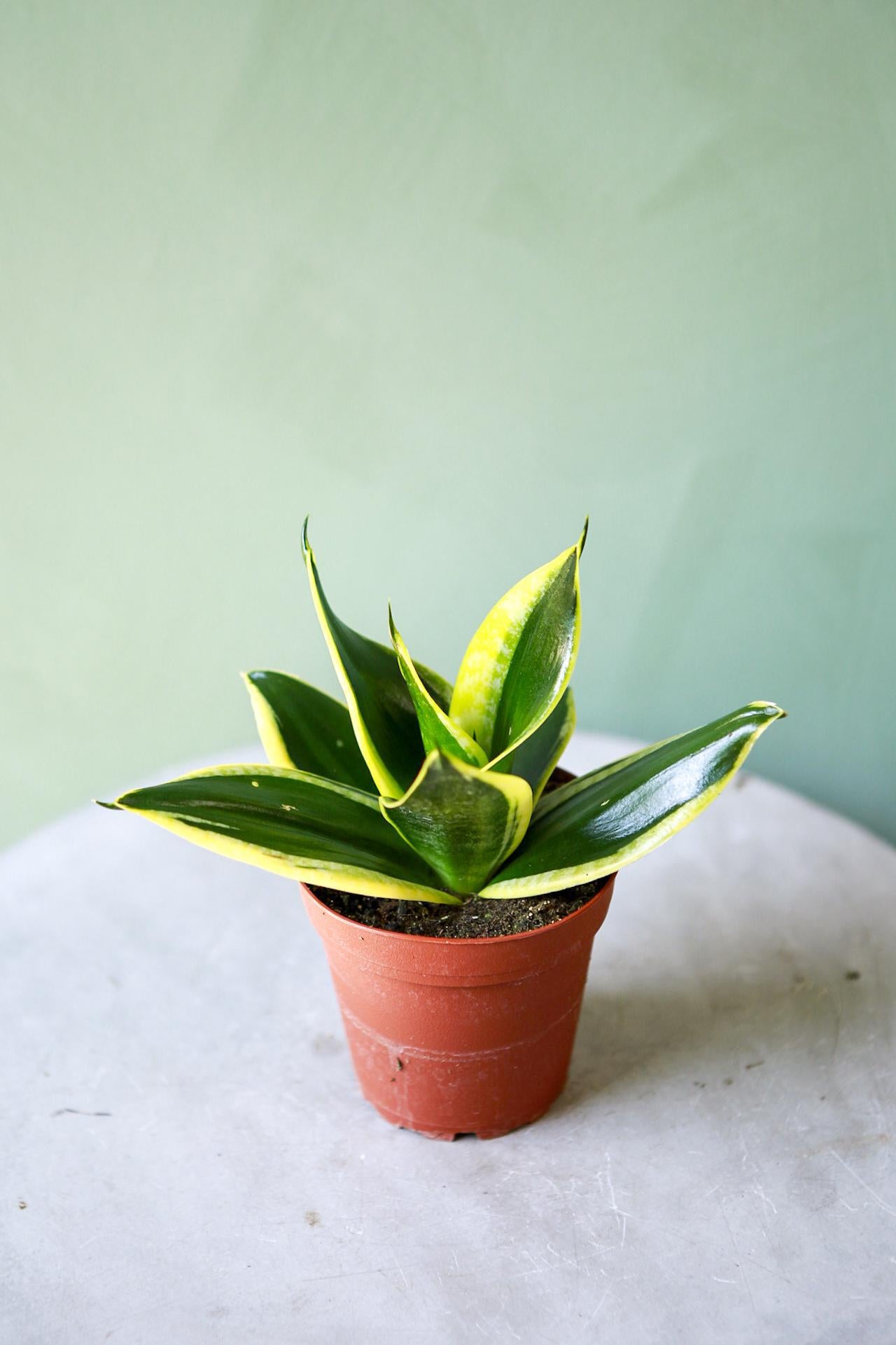 Snake Plant "Hahnii"