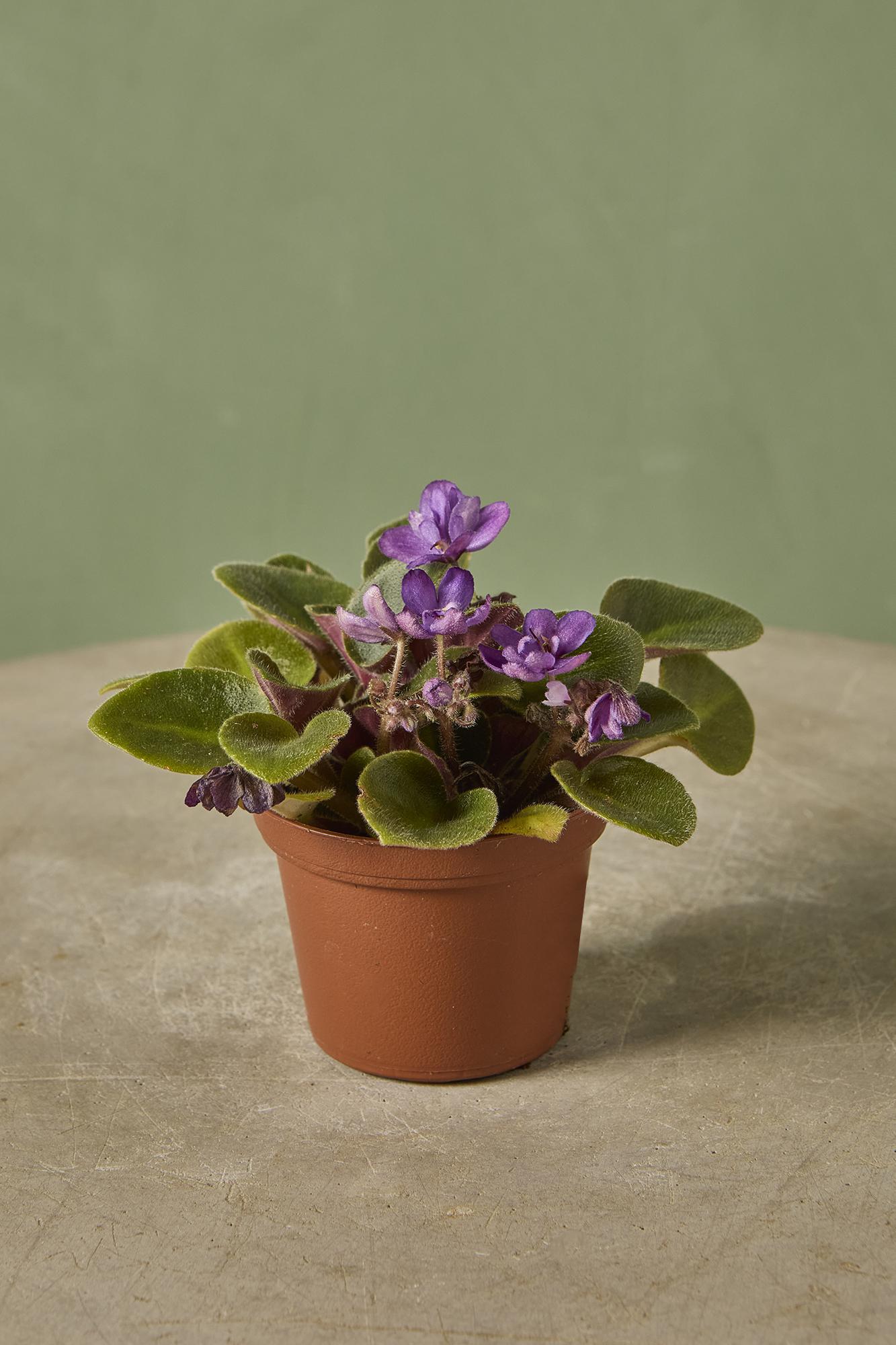 African Violet