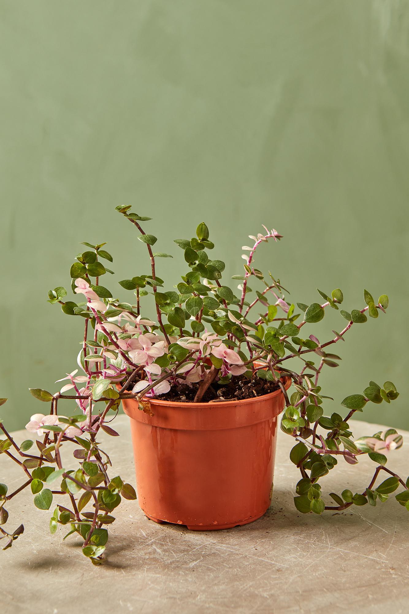 Callisia 'Pink Jewel'