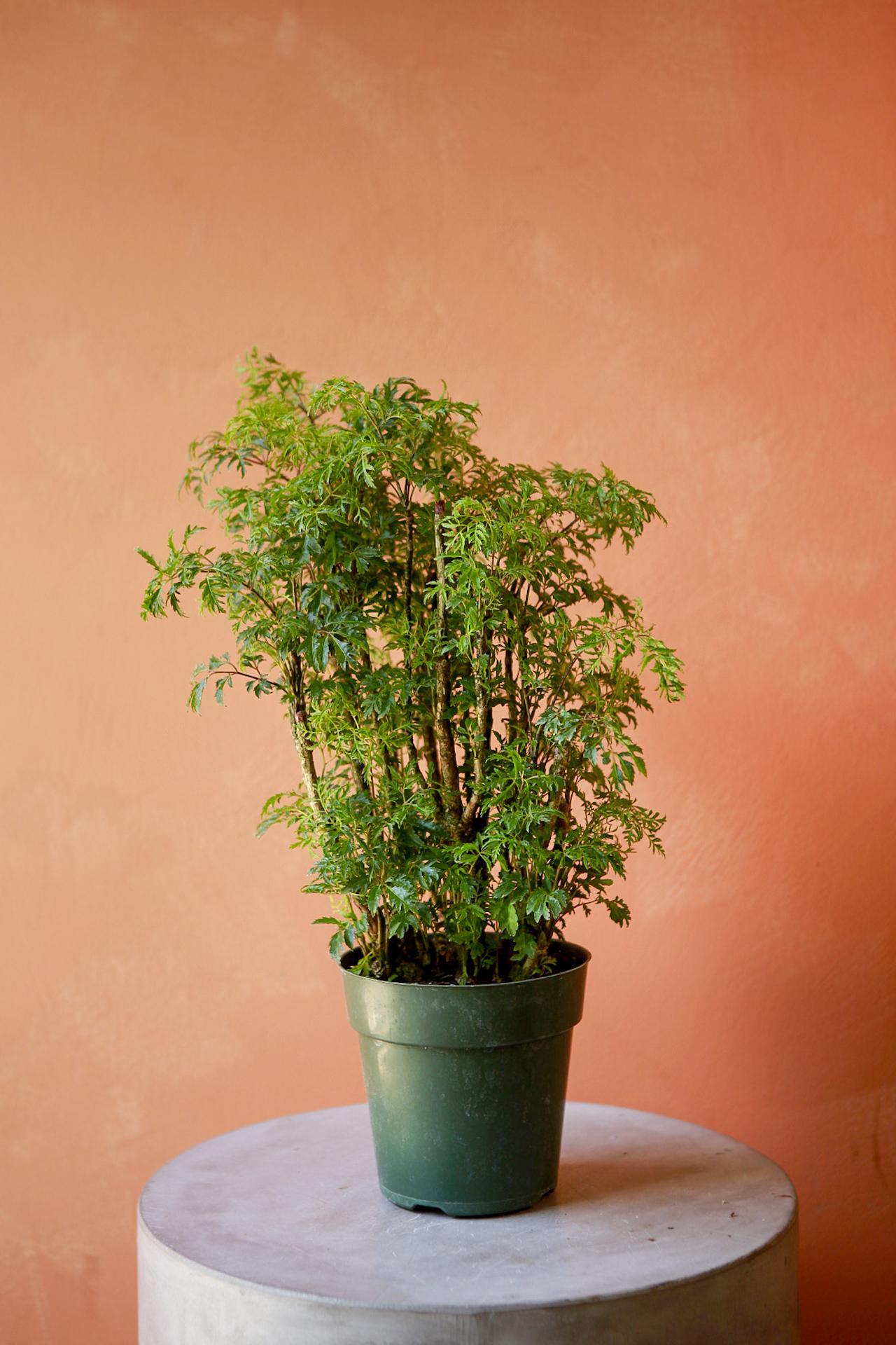 Ming Aralia