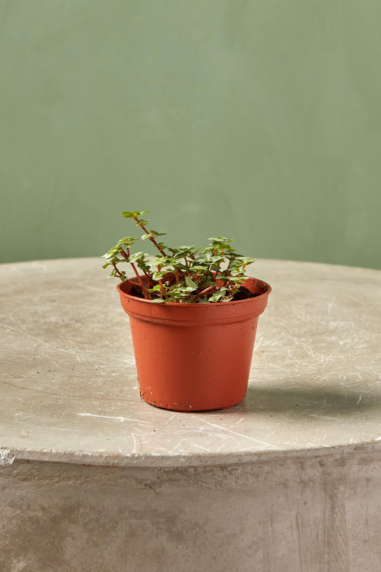 Pilea 'Aquamarine'