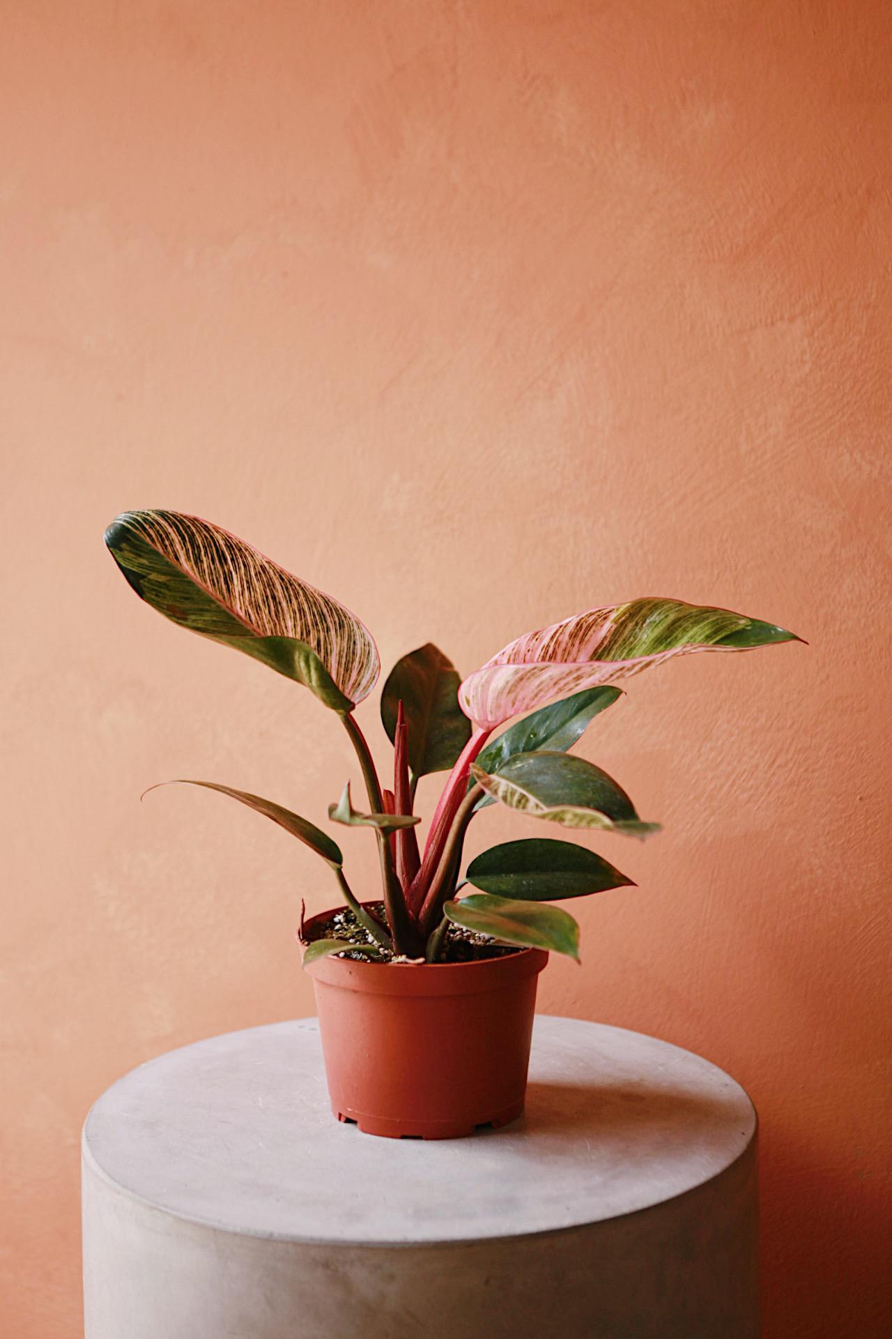 Philodendron Birkin Pink