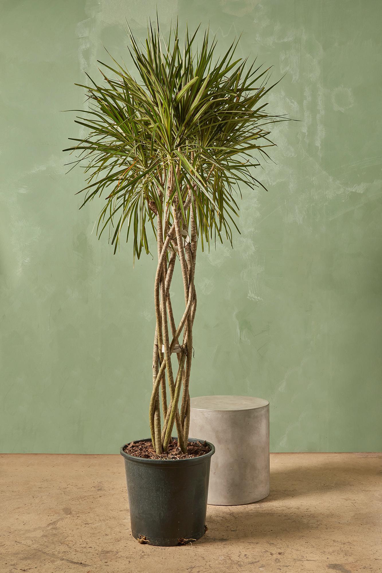 Dracaena marginata