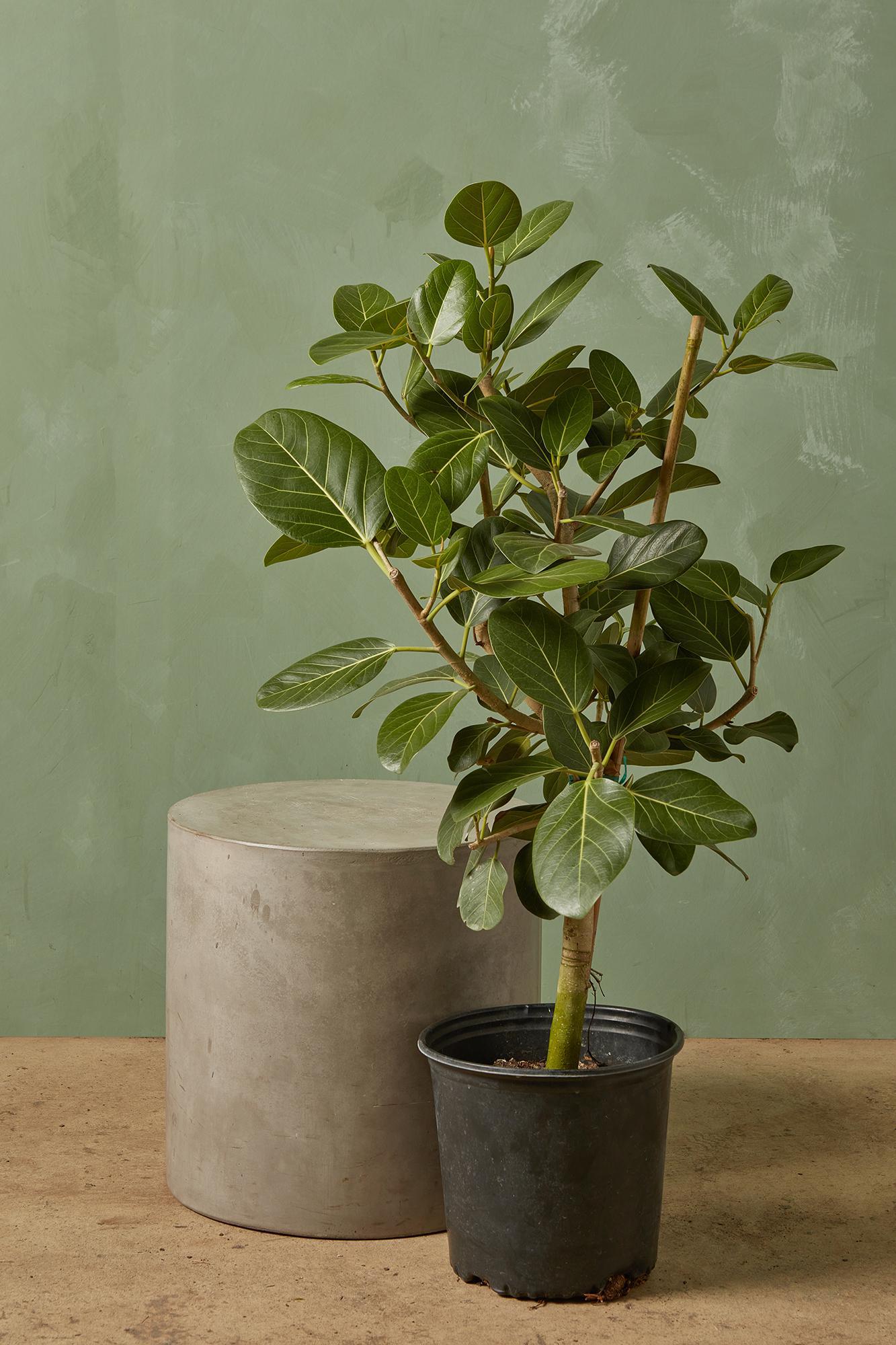 Ficus 'Audrey'