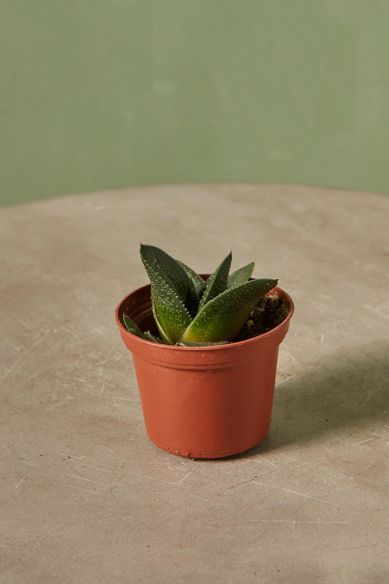 Haworthia 'Hippo'