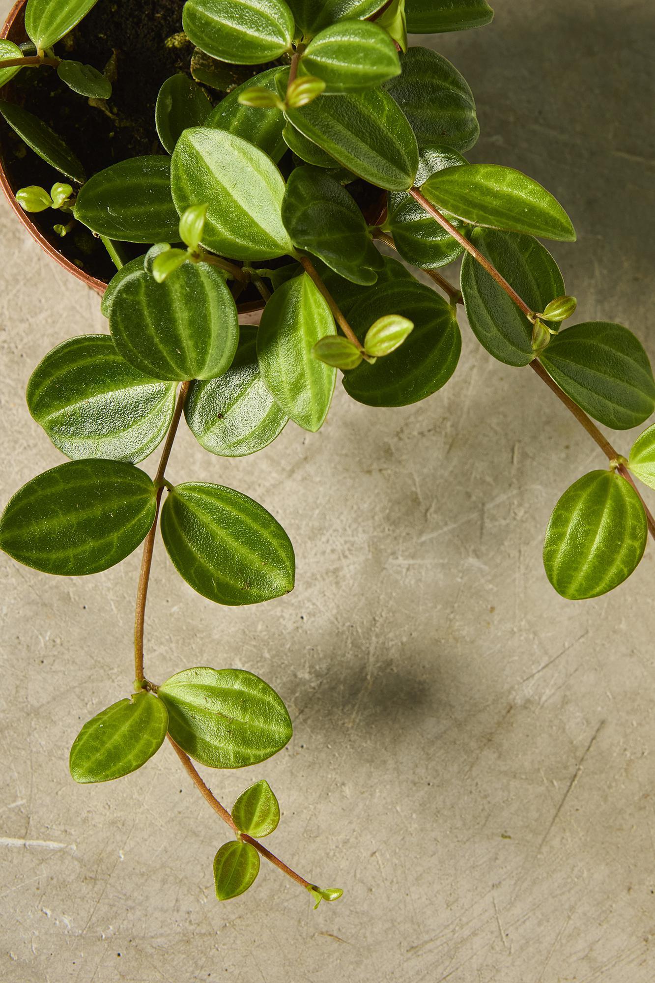 Peperomia 'Beetle'