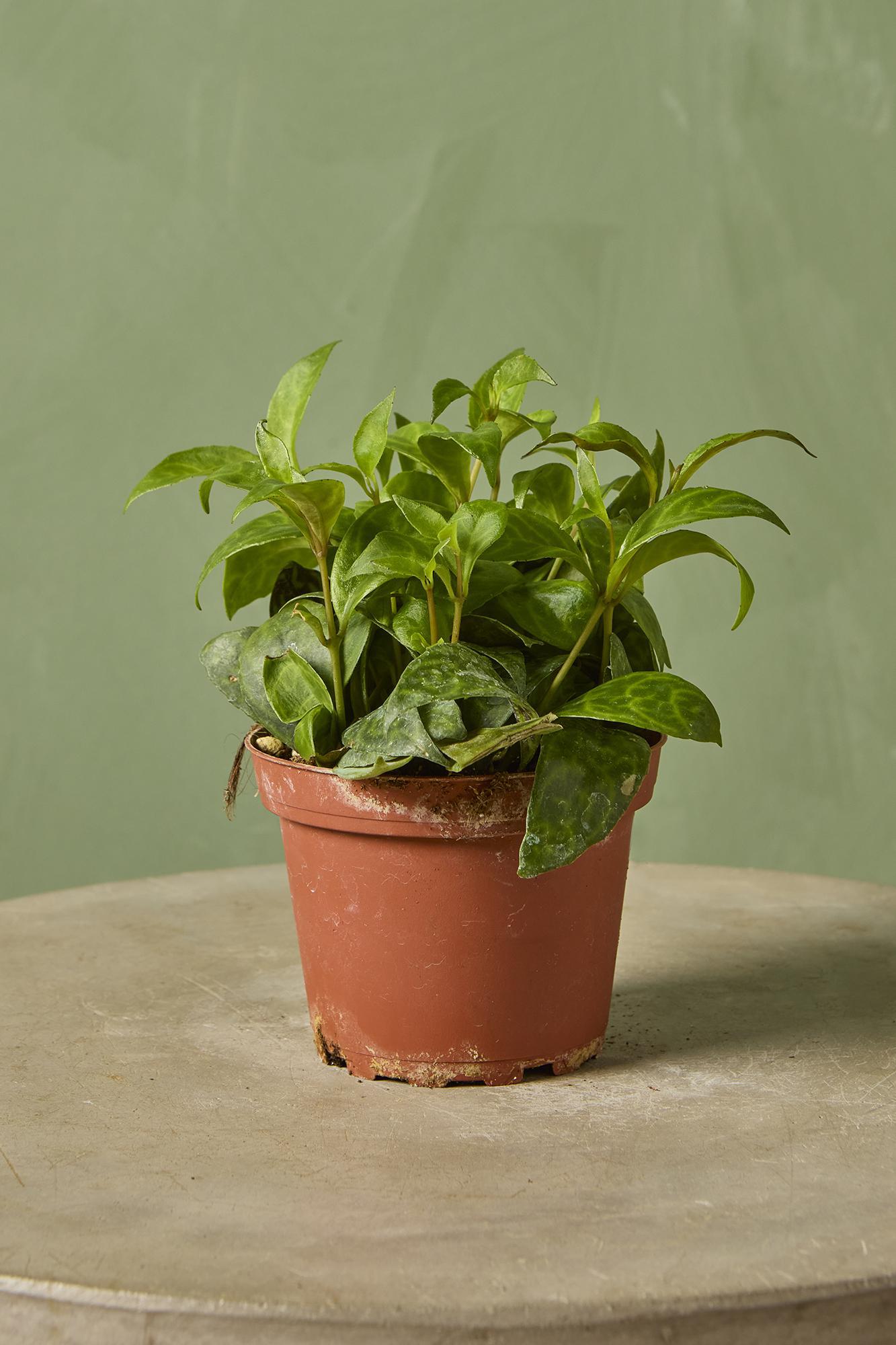 Black Pagoda Lipstick Plant