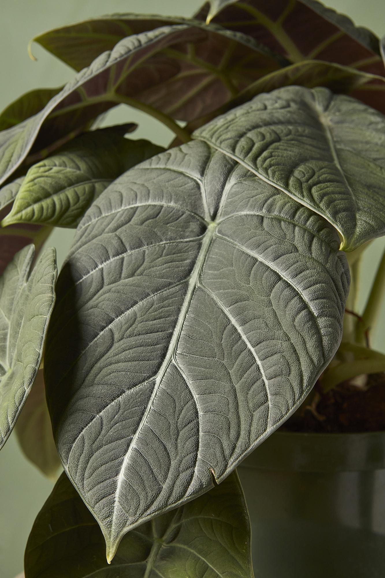 Alocasia 'Grey Dragon'