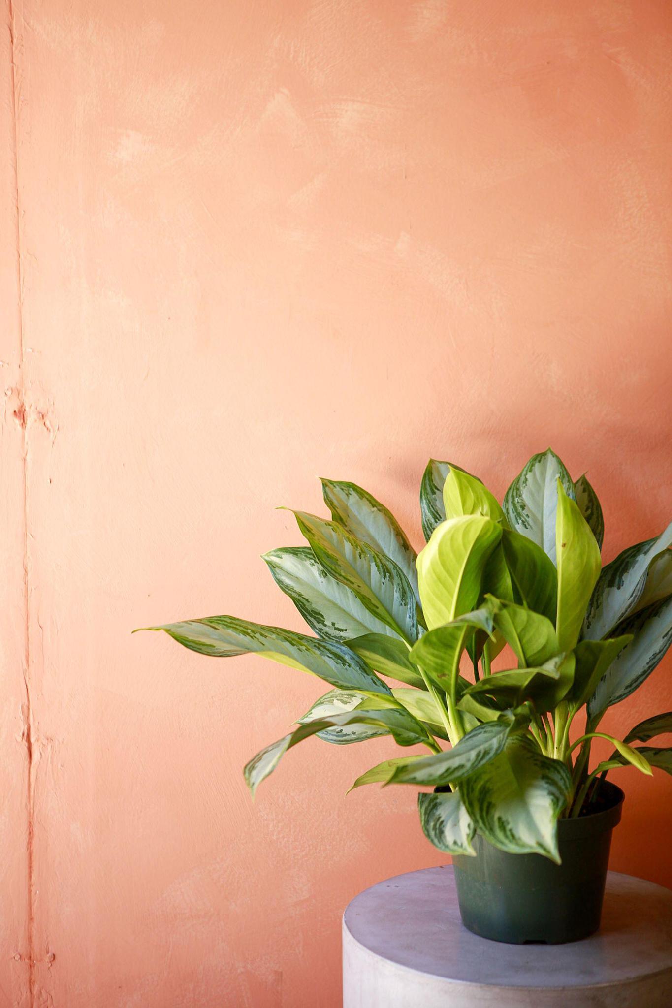 Aglaonema 'Silver Bay'