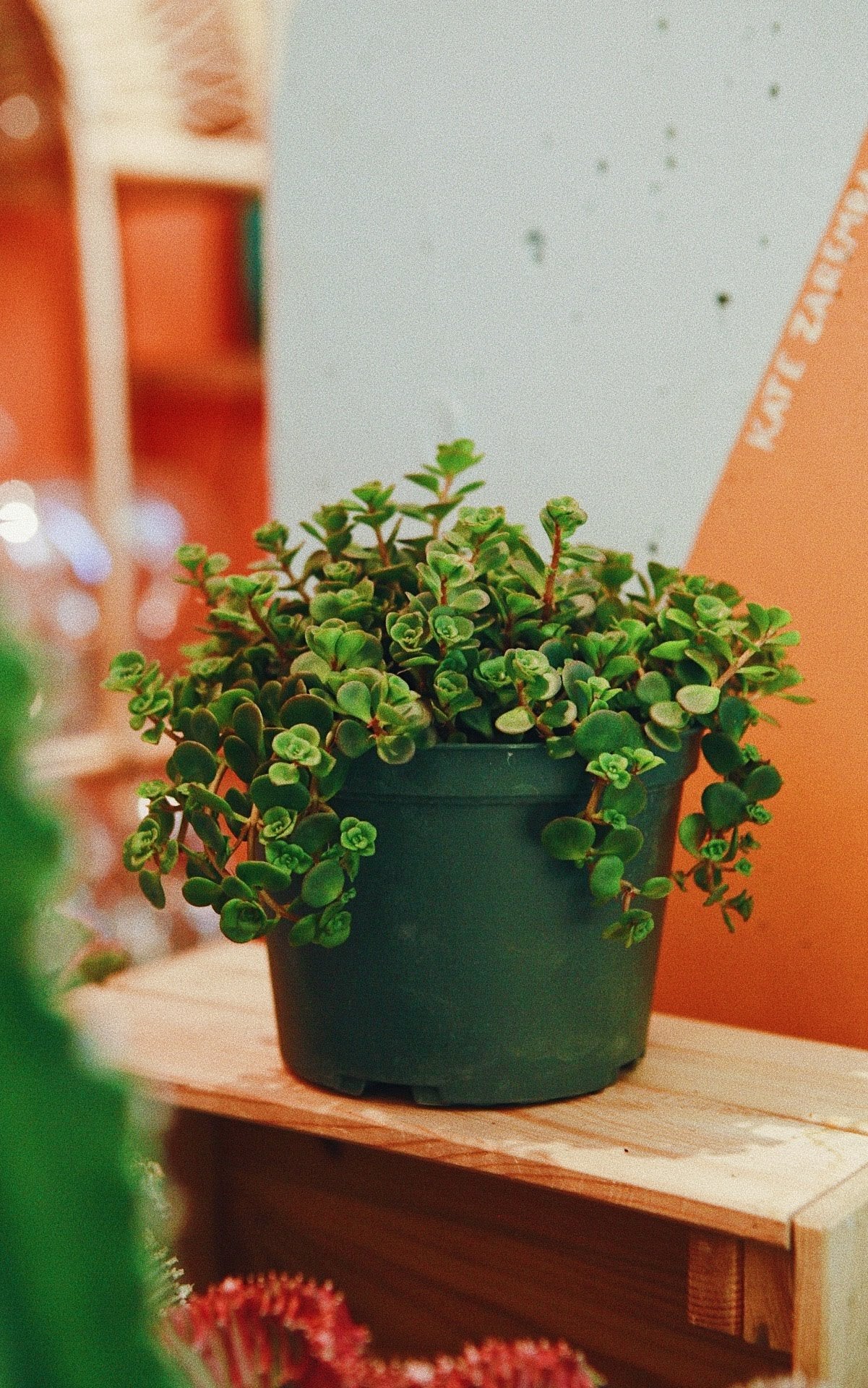 Coral Reef' Sedum