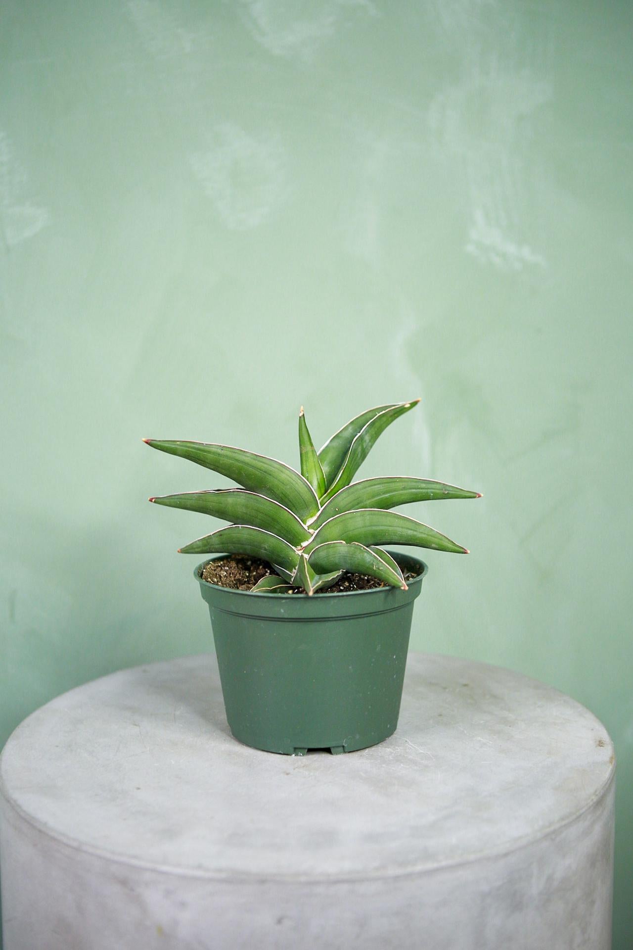 Snake Plant 'Samurai'