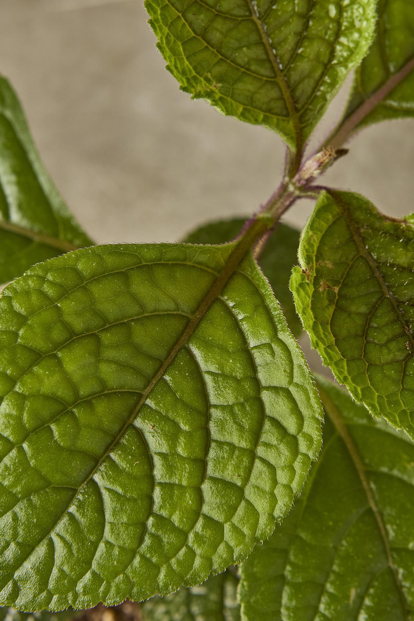 Swedish Ivy 'Black'