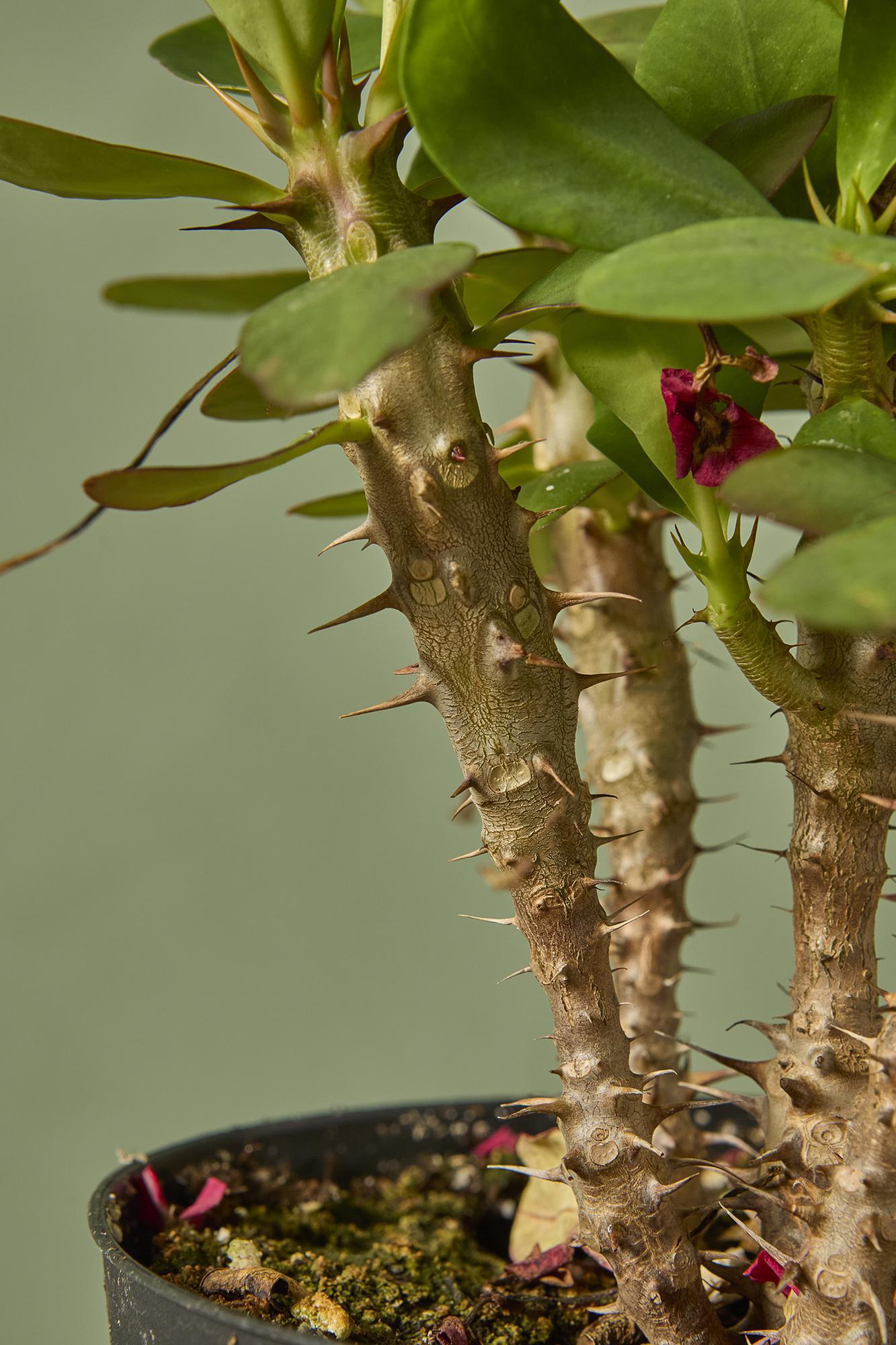 Crown-of-thorns