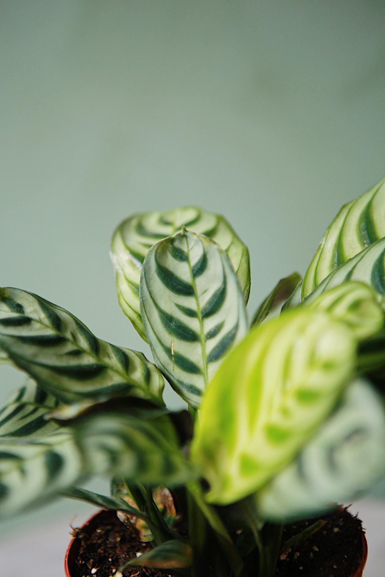 Fishbone Prayer Plant