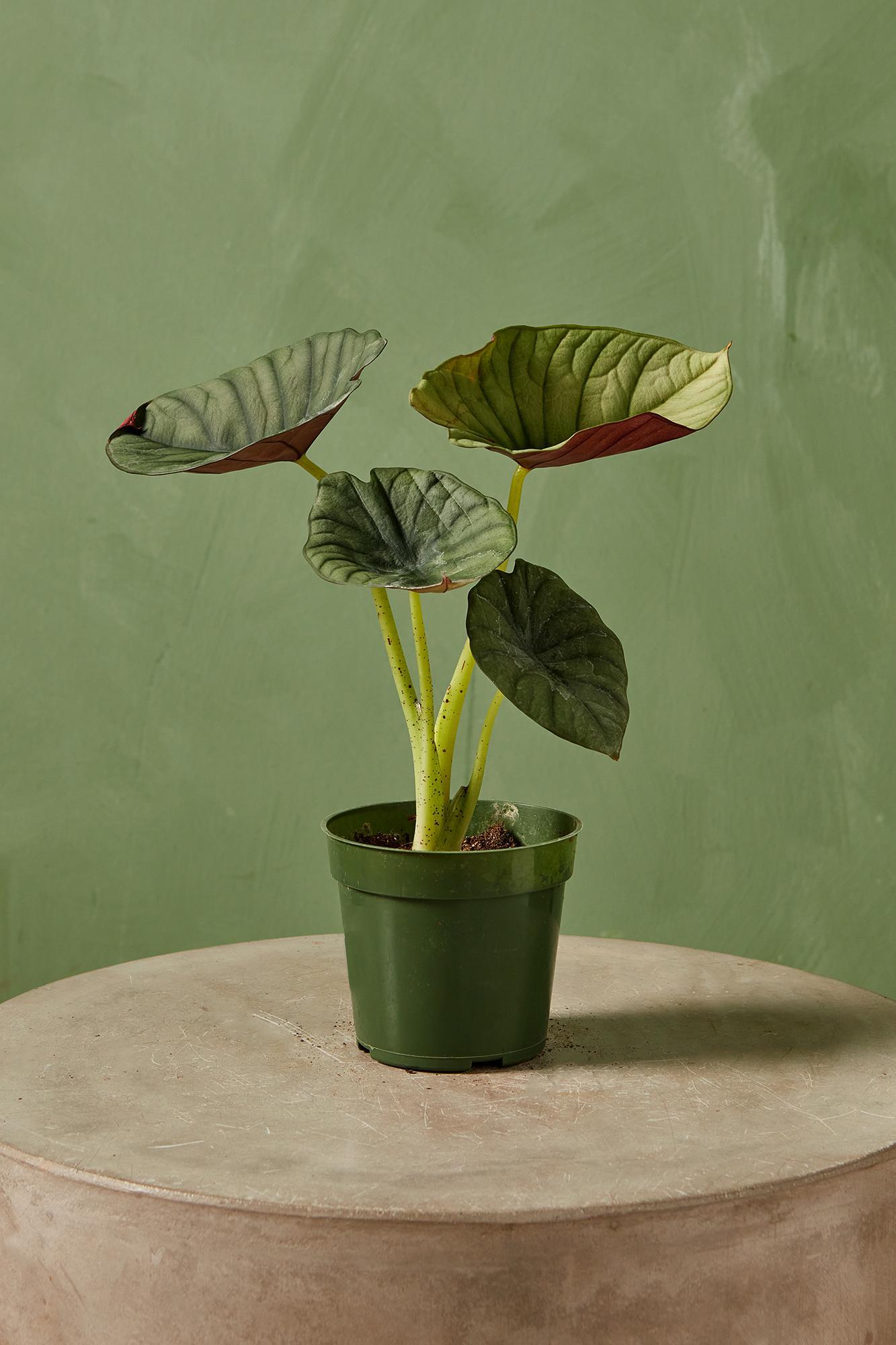 Alocasia 'Silver Nebula'