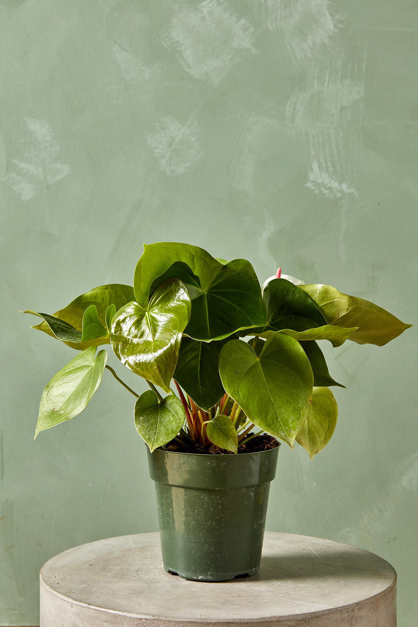 Anthurium 'White Heart'