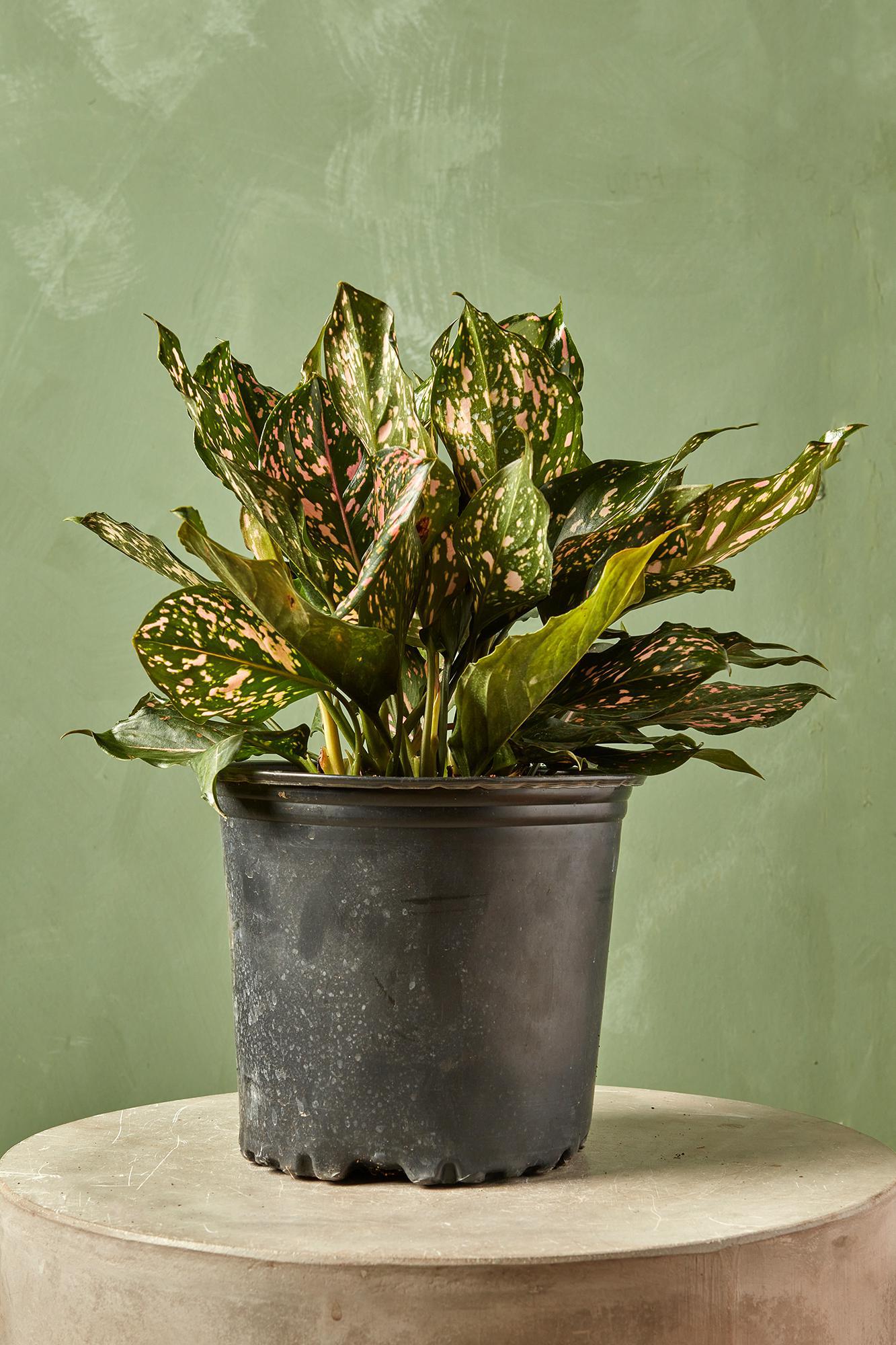 Aglaonema 'Pink Dalmation'