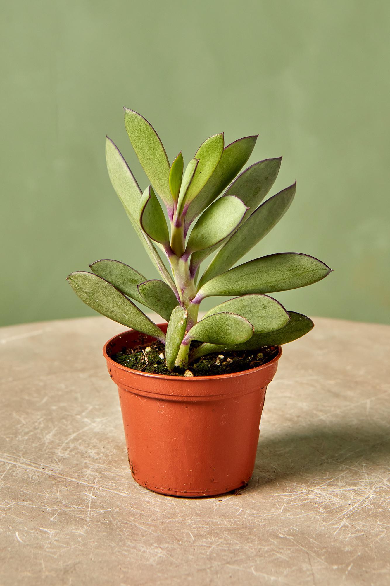 Vertical Leaf Senecio