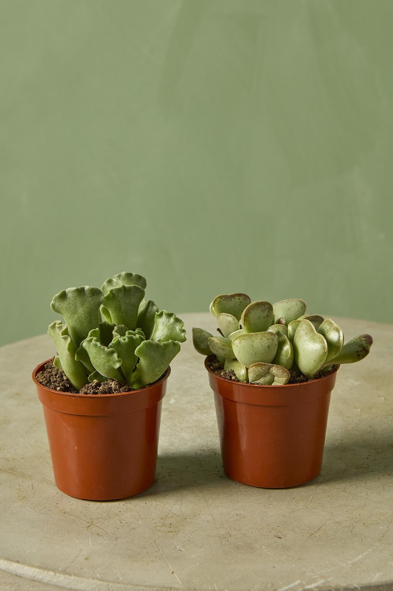 Assorted Adromischus