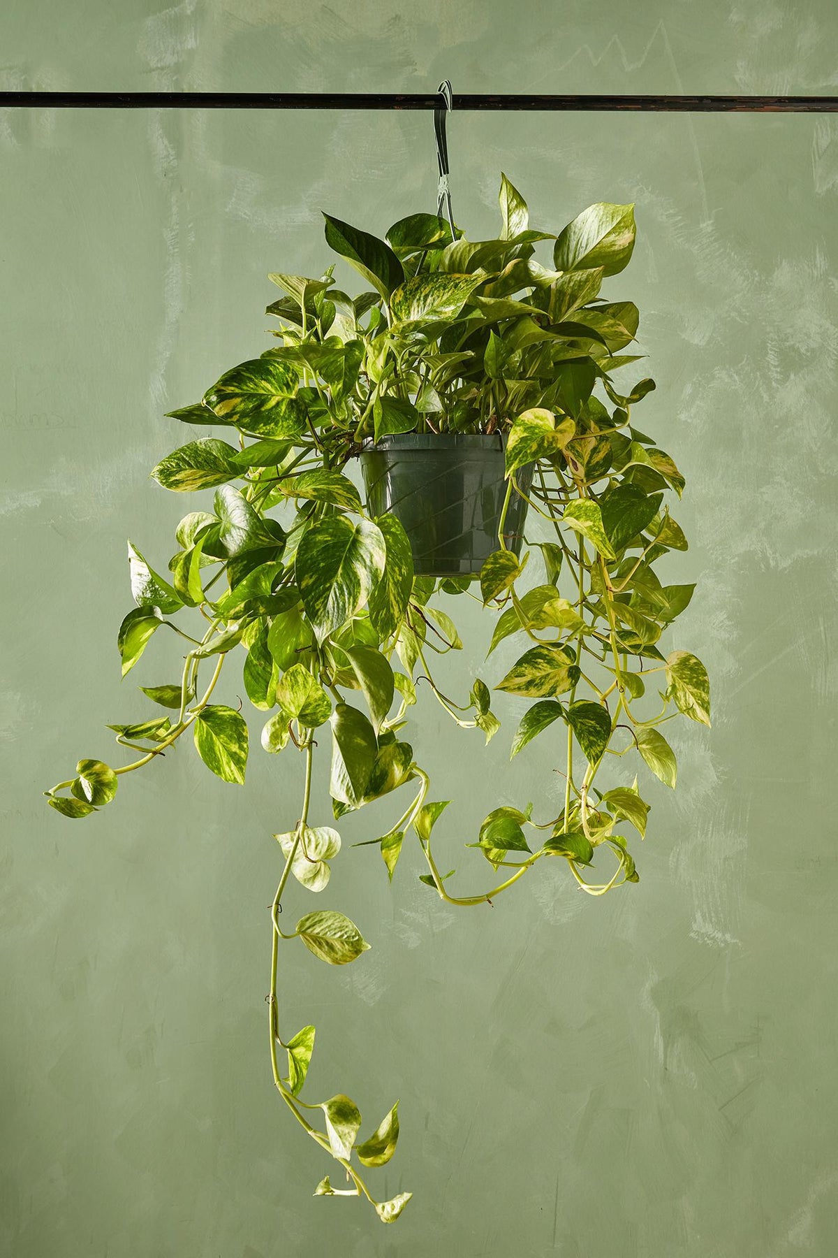 golden pothos in water