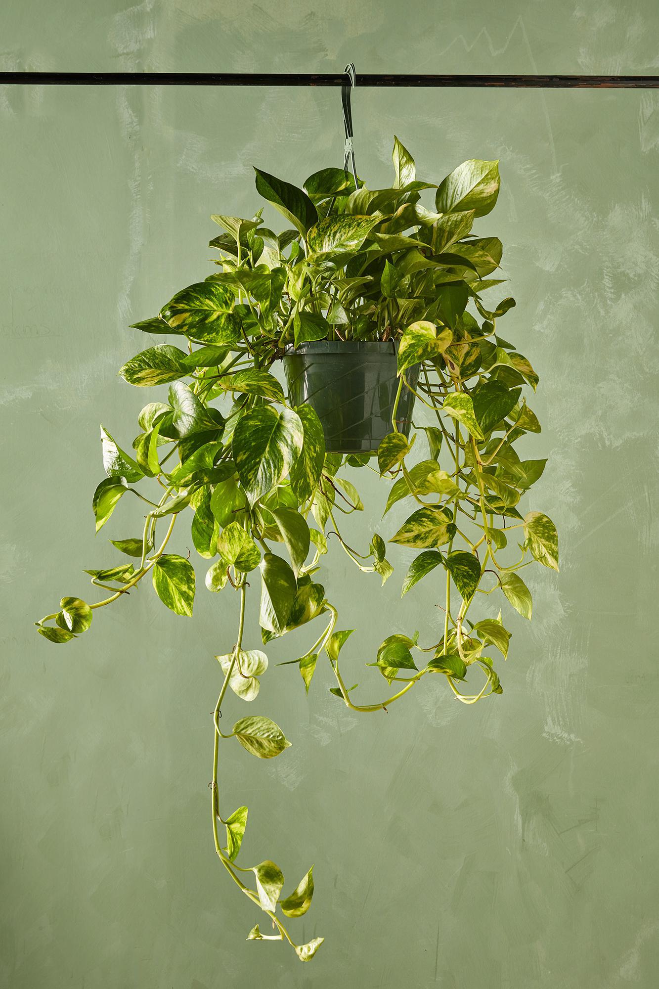 Golden Pothos