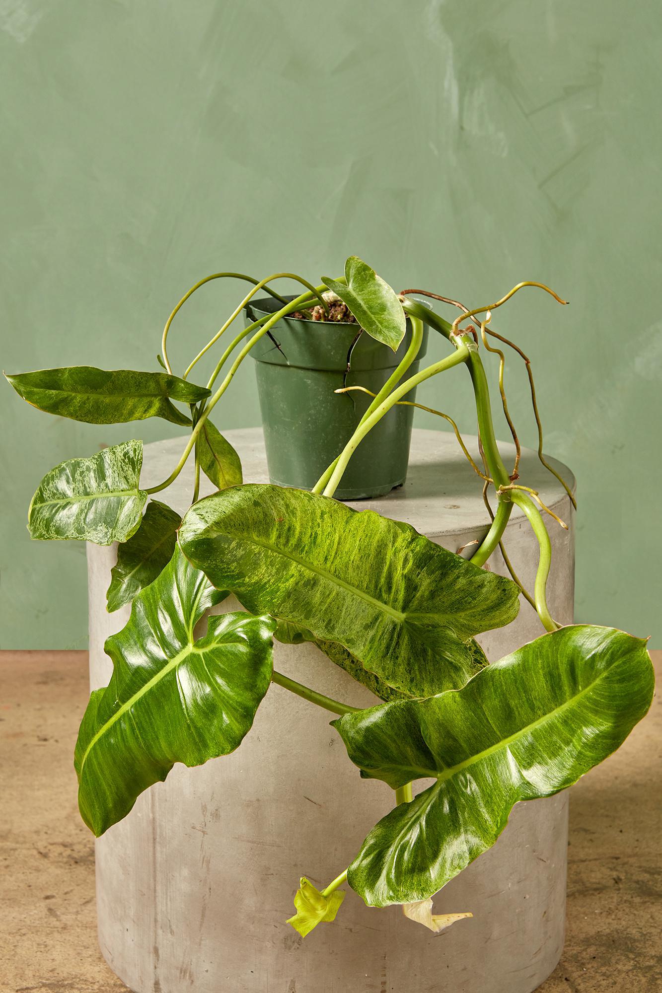 Philodendron 'Paraiso Verde'