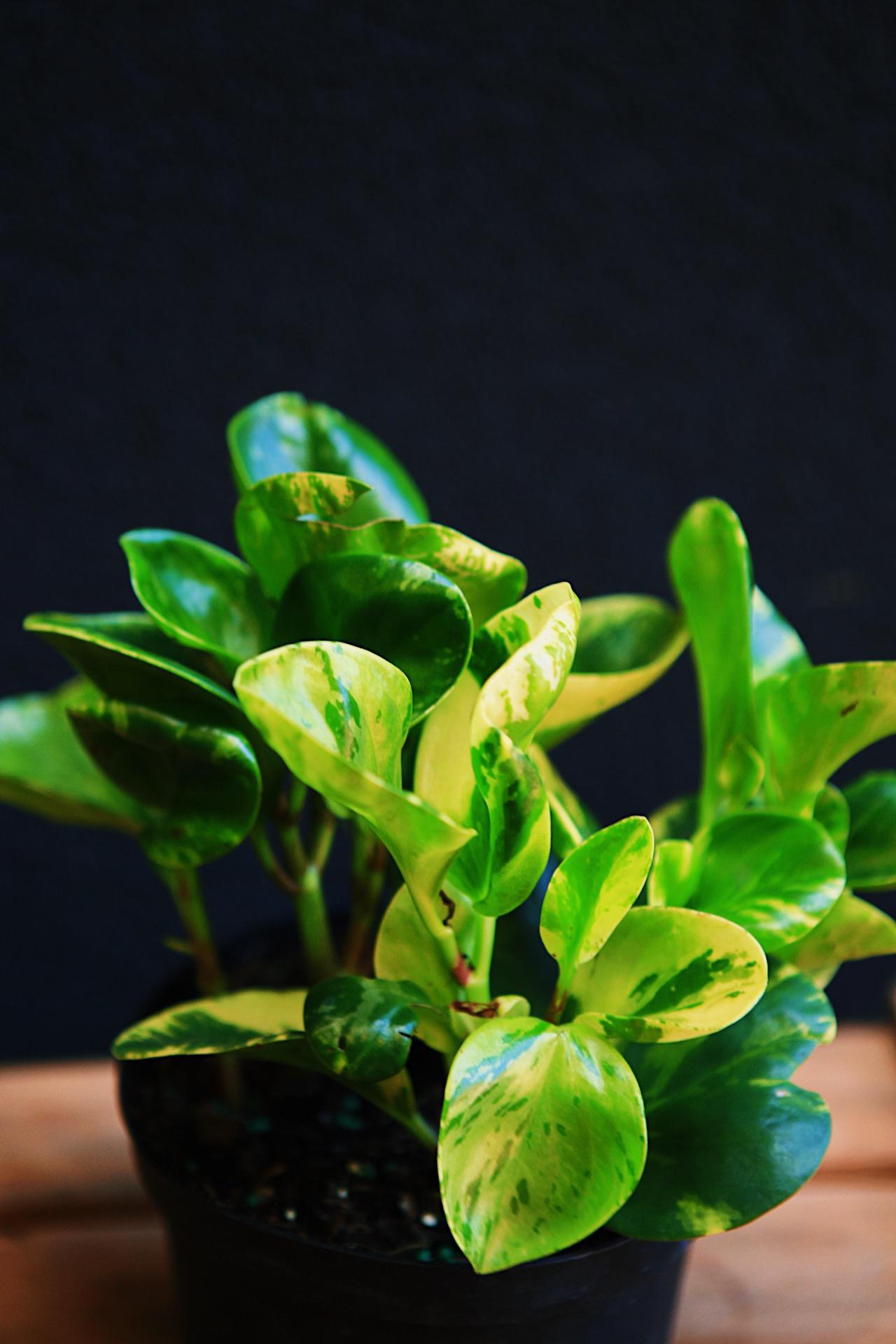 Marble Peperomia