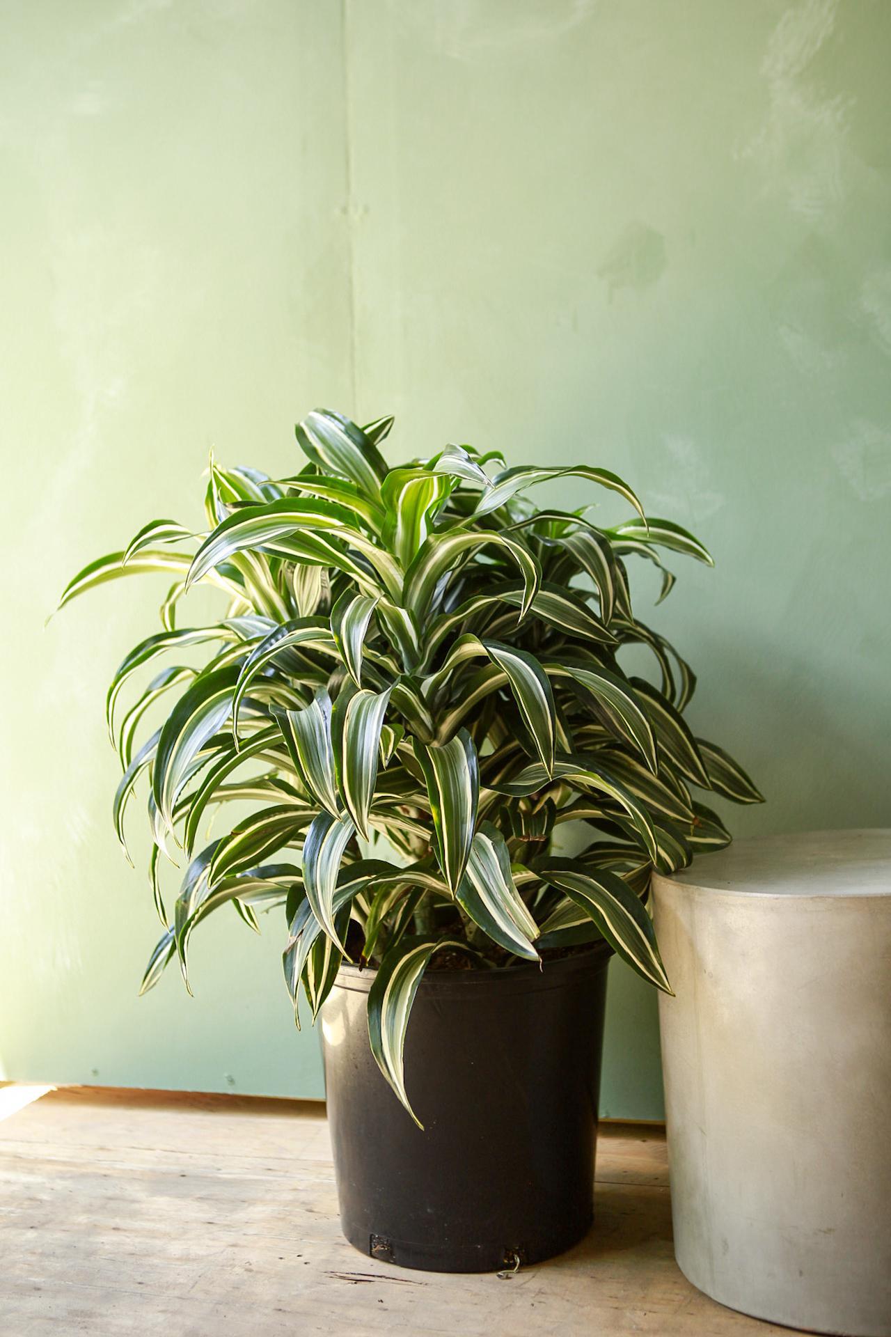 Dracaena 'Jade Jewel'