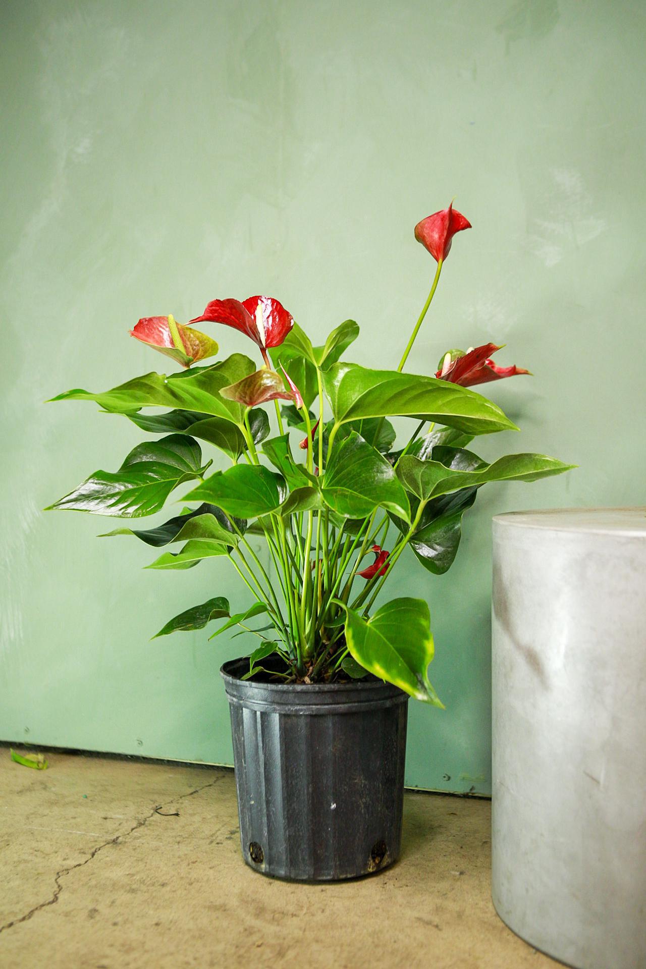 Anthurium