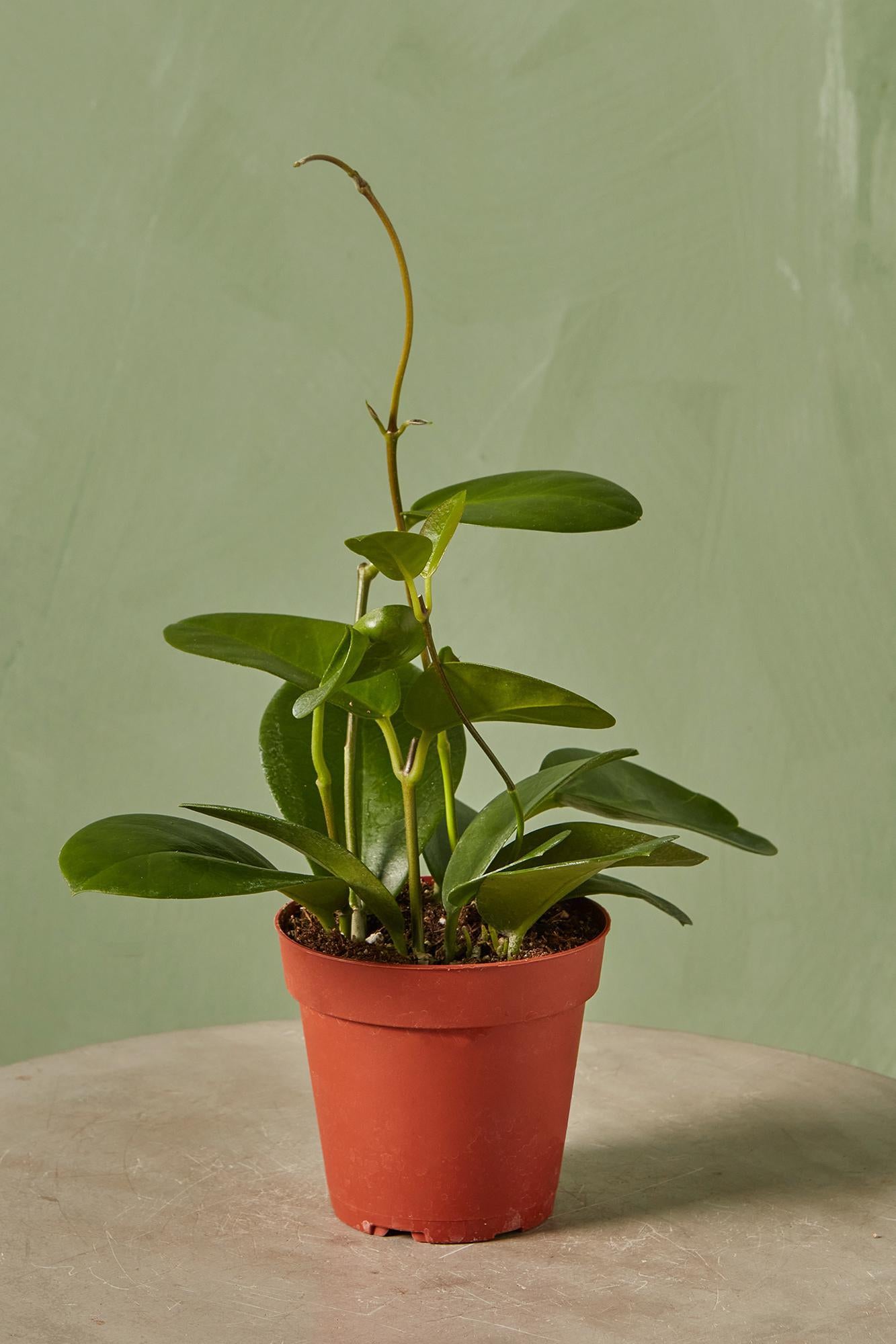 Hoya australis