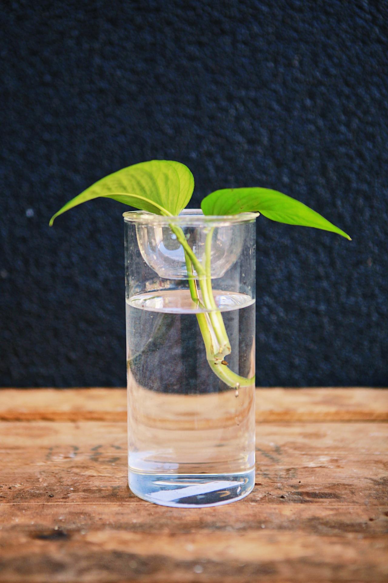 Glass Propagation Vase