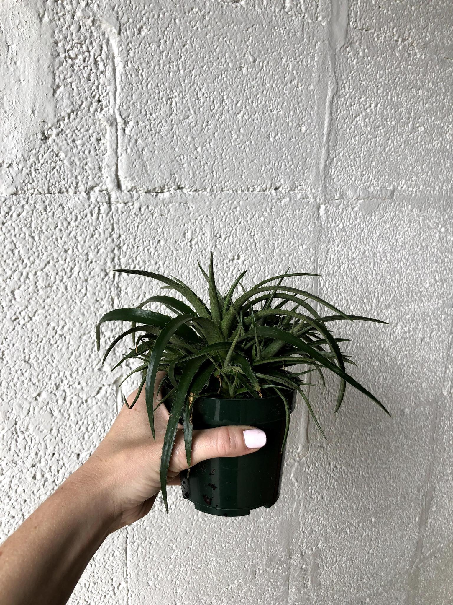 Dyckia  'Grape Jelly'