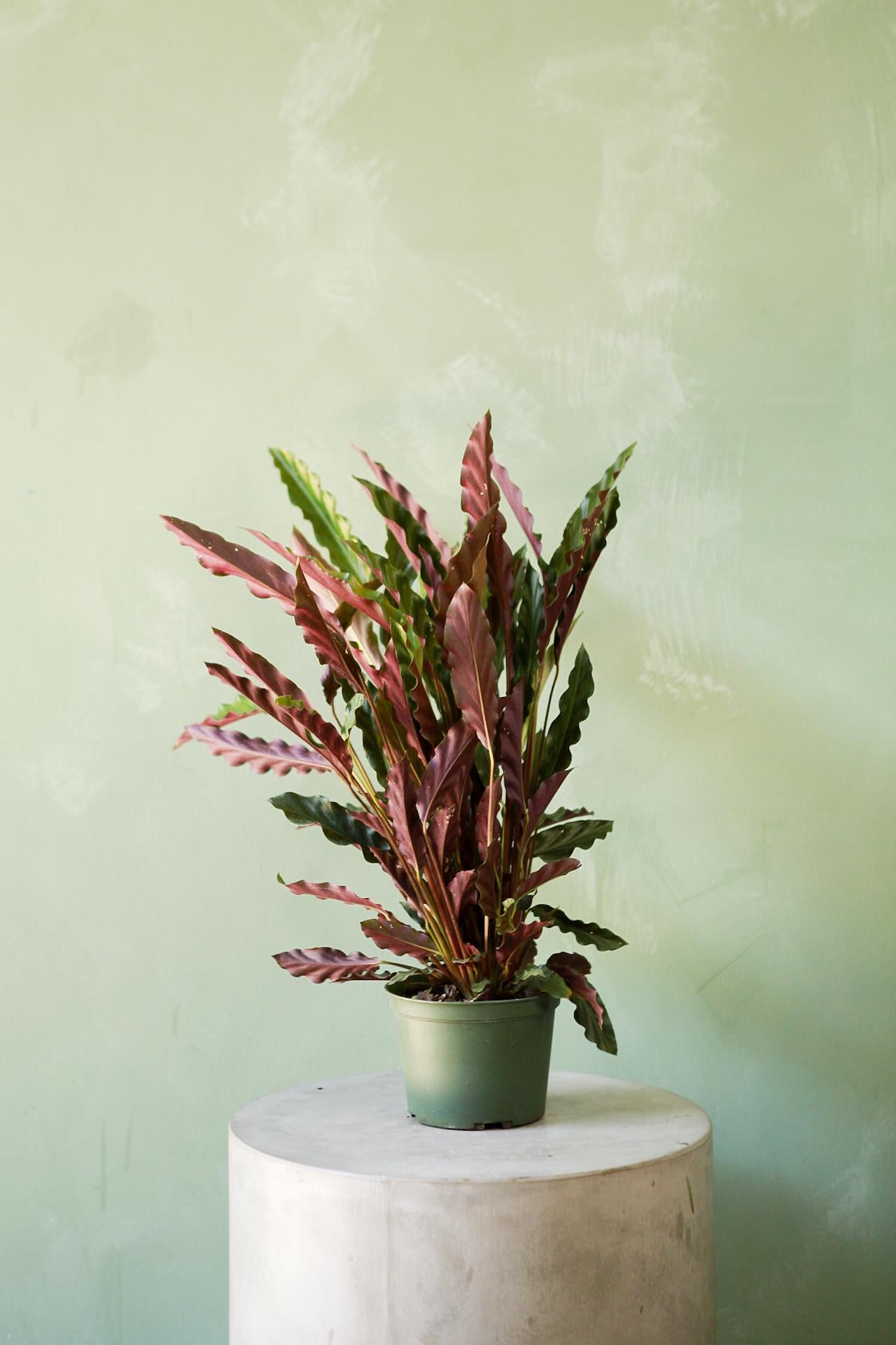 Calathea 'Furry Feather'