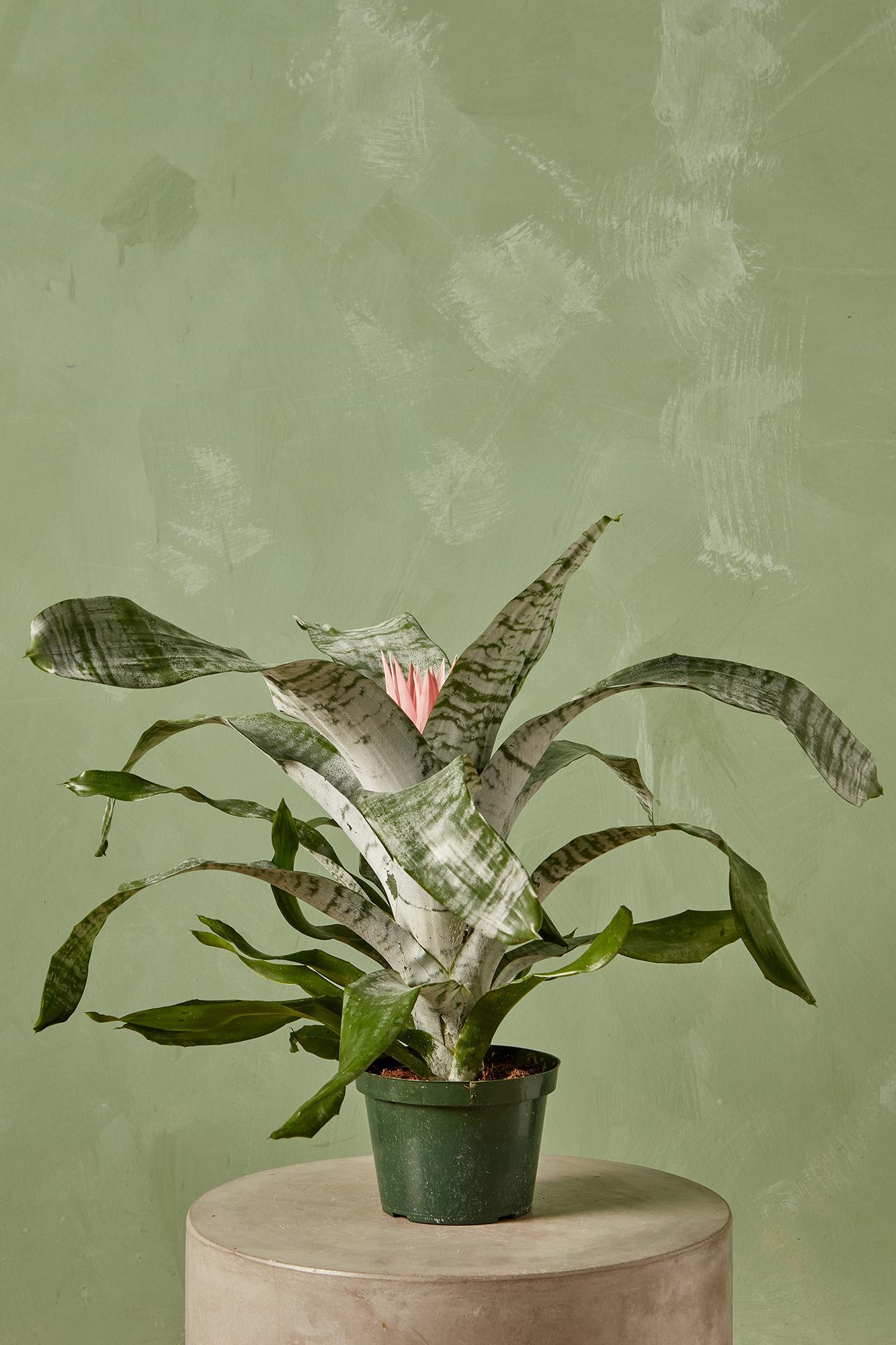 Aechmea Bromeliad