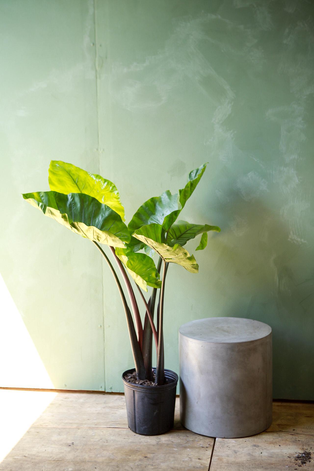 Alocasia 'Black Stem'