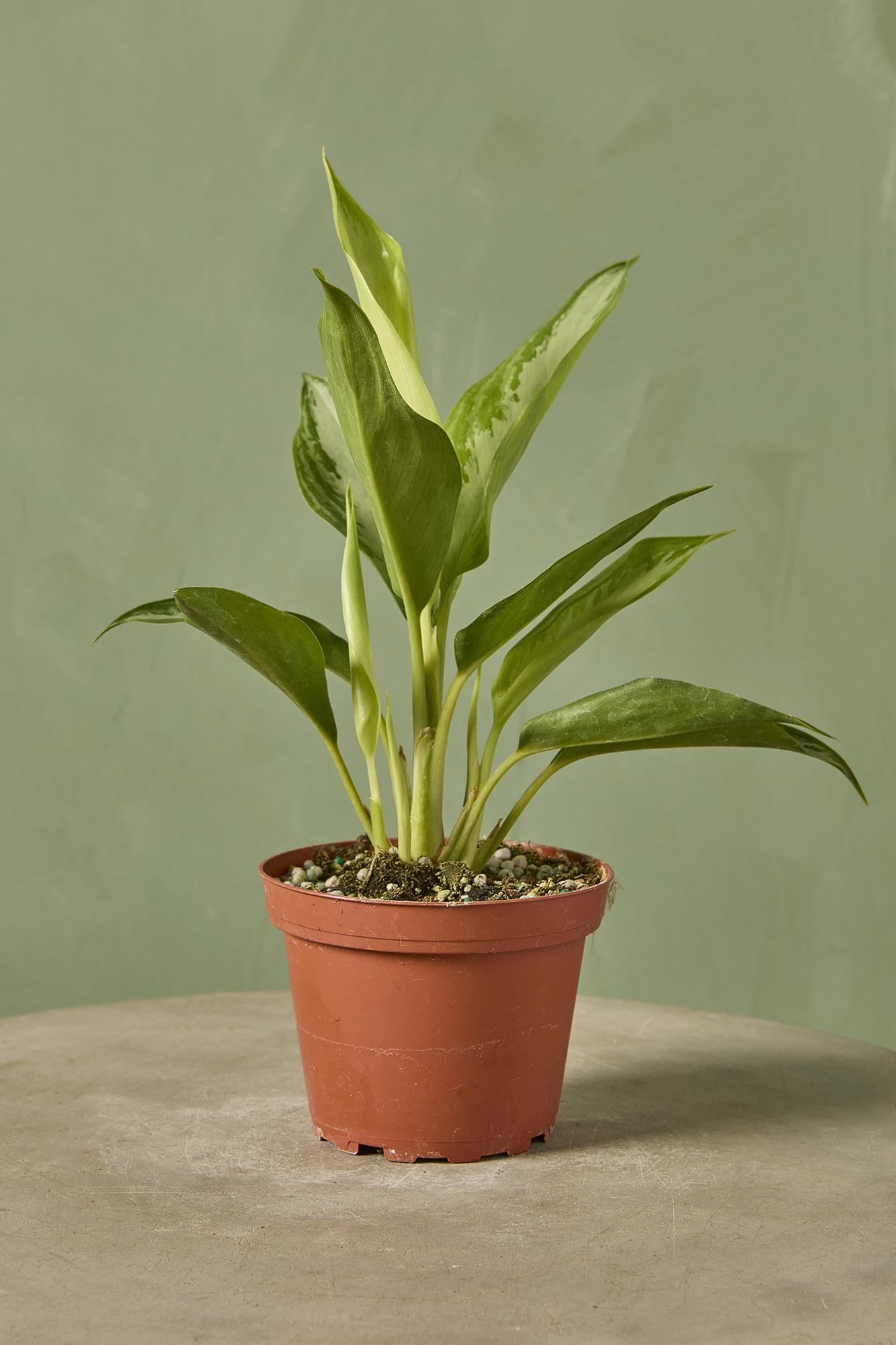 Aglaonema 'Leprechaun'