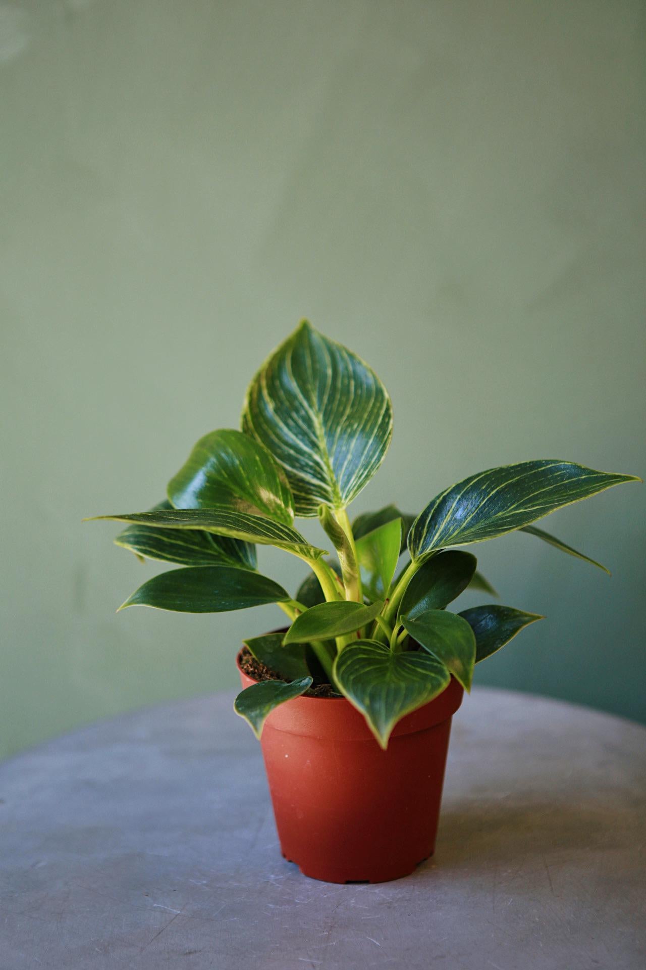 Philodendron 'Birkin'