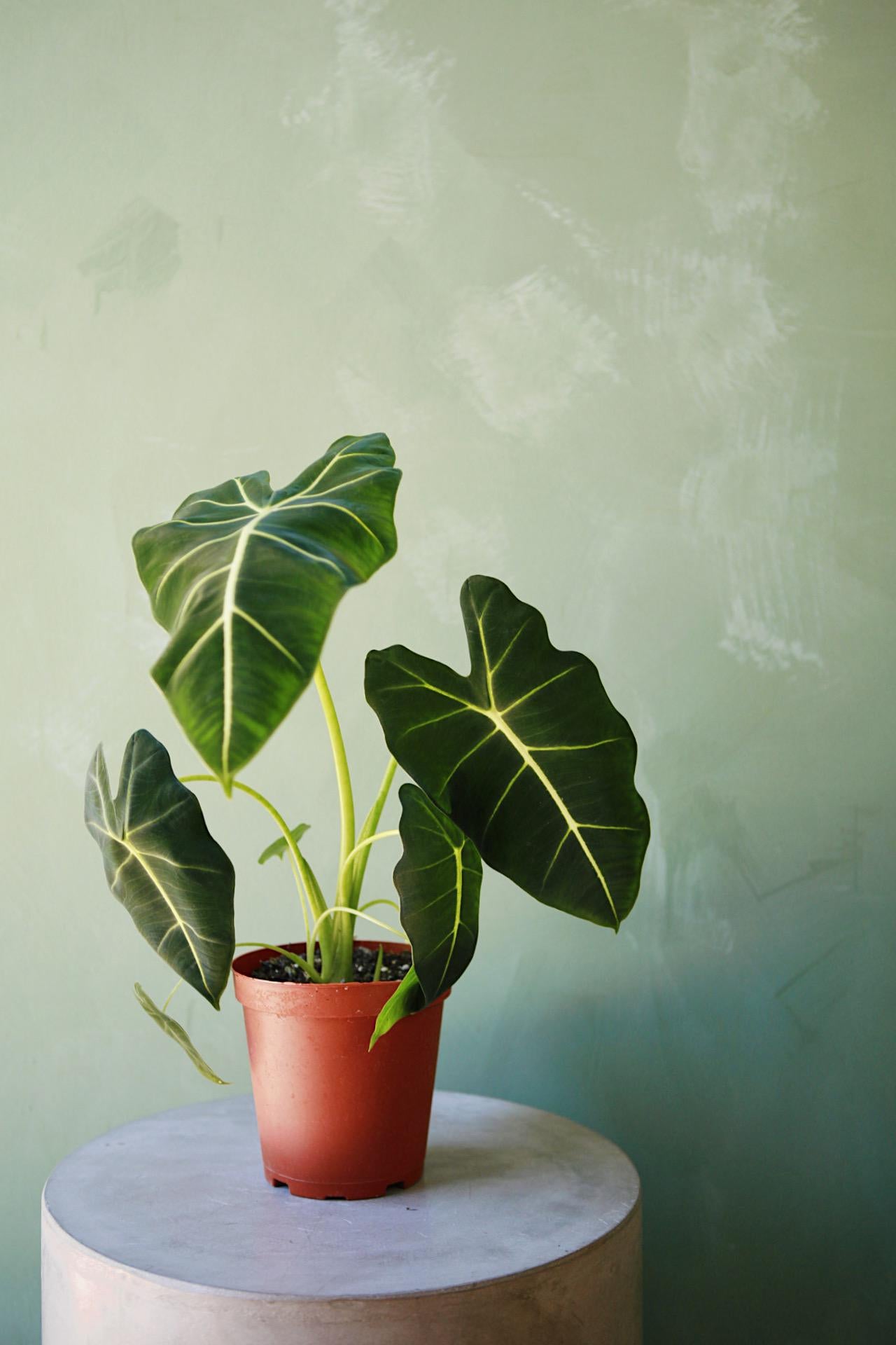 Alocasia 'Frydek'