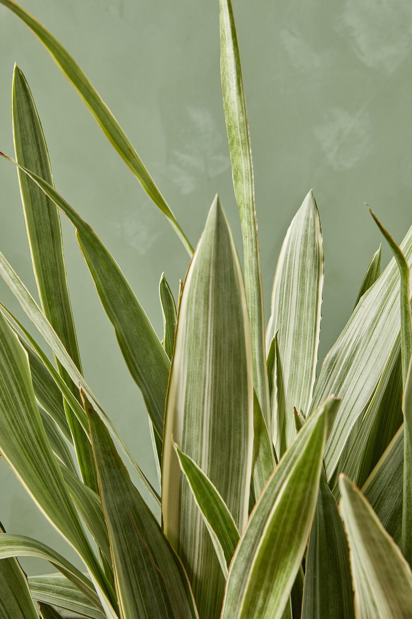 Snake Plant 'Sayuri'