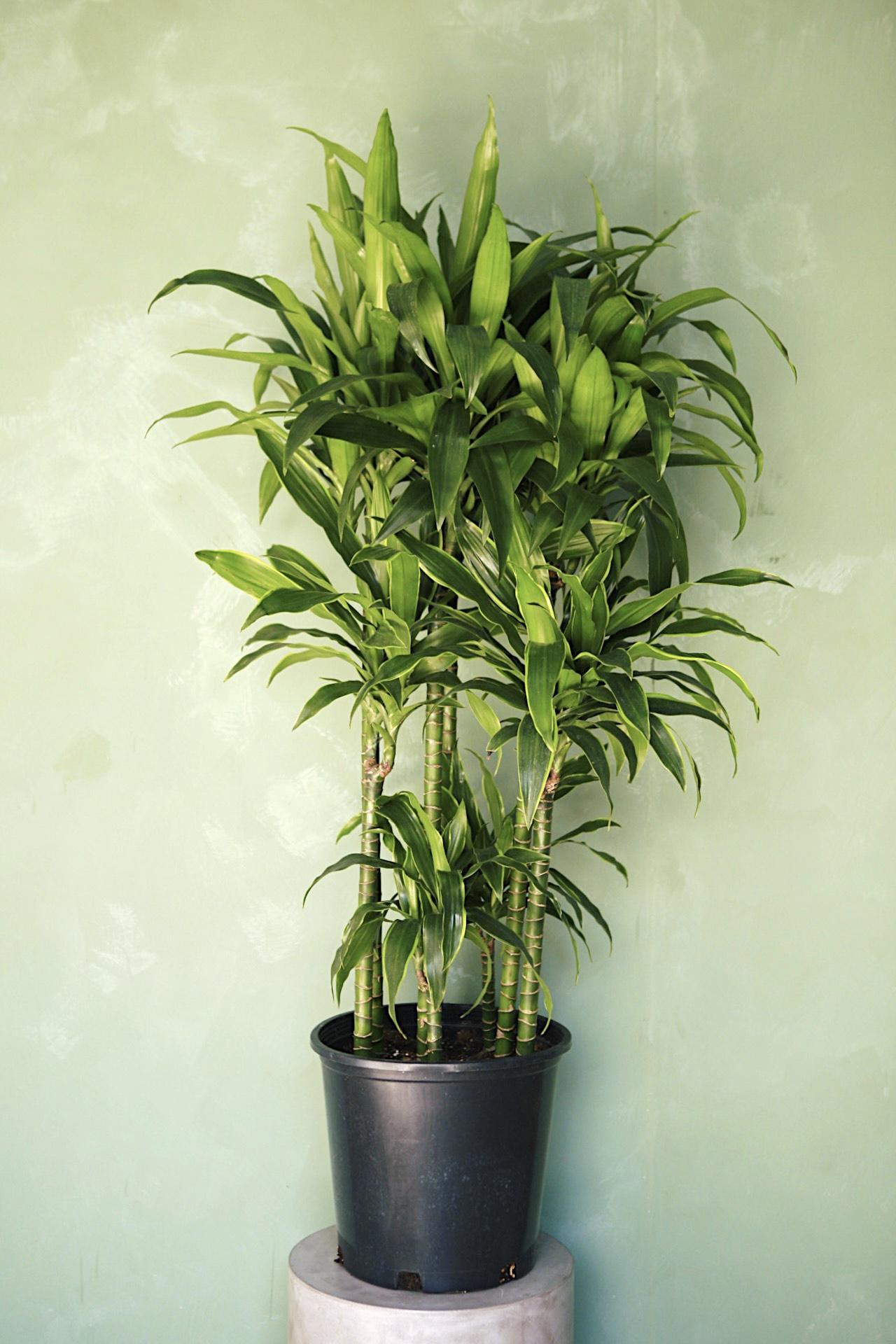 Dracaena 'Art'